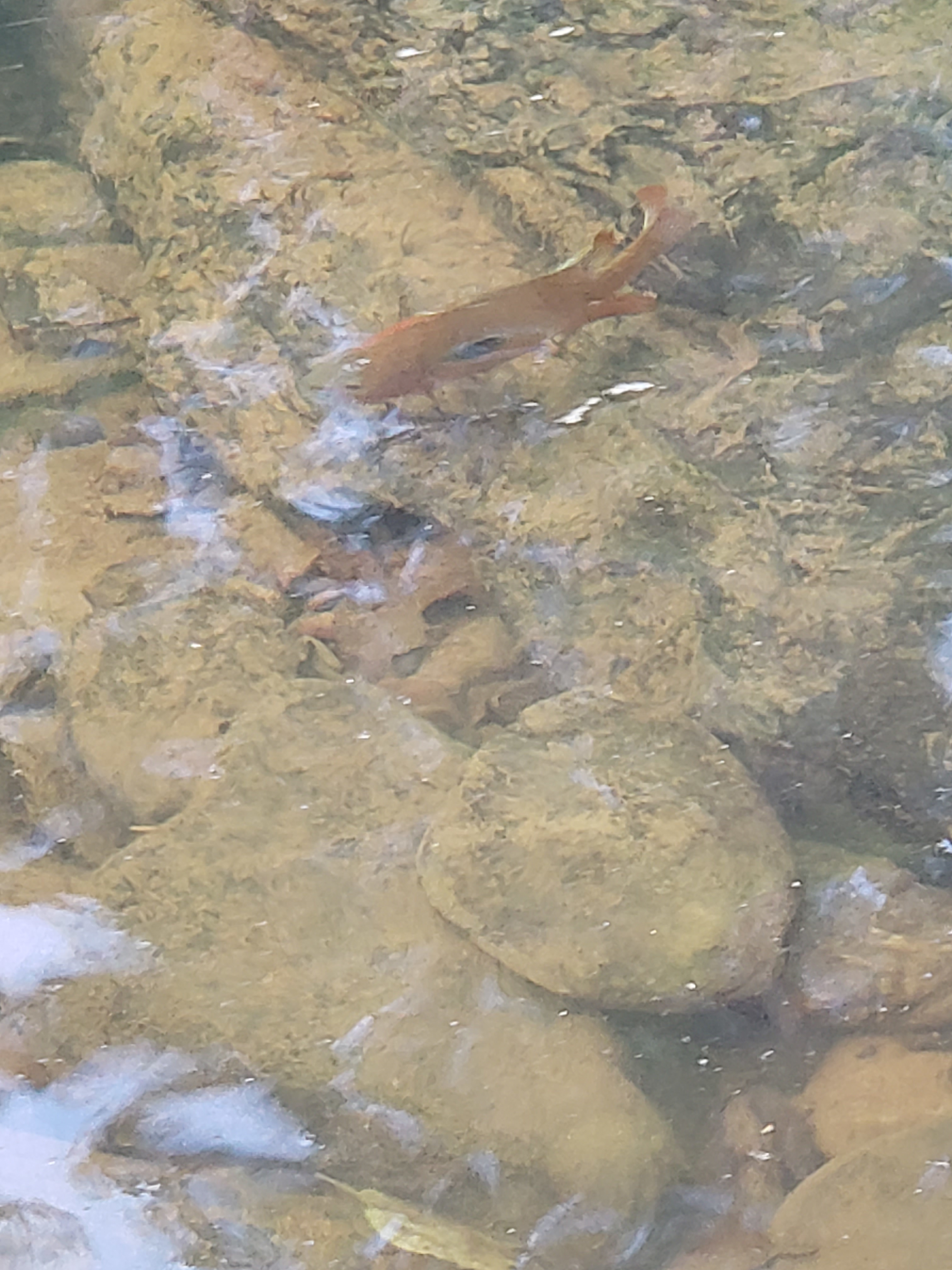 Pinnacle Springs Recreational Park