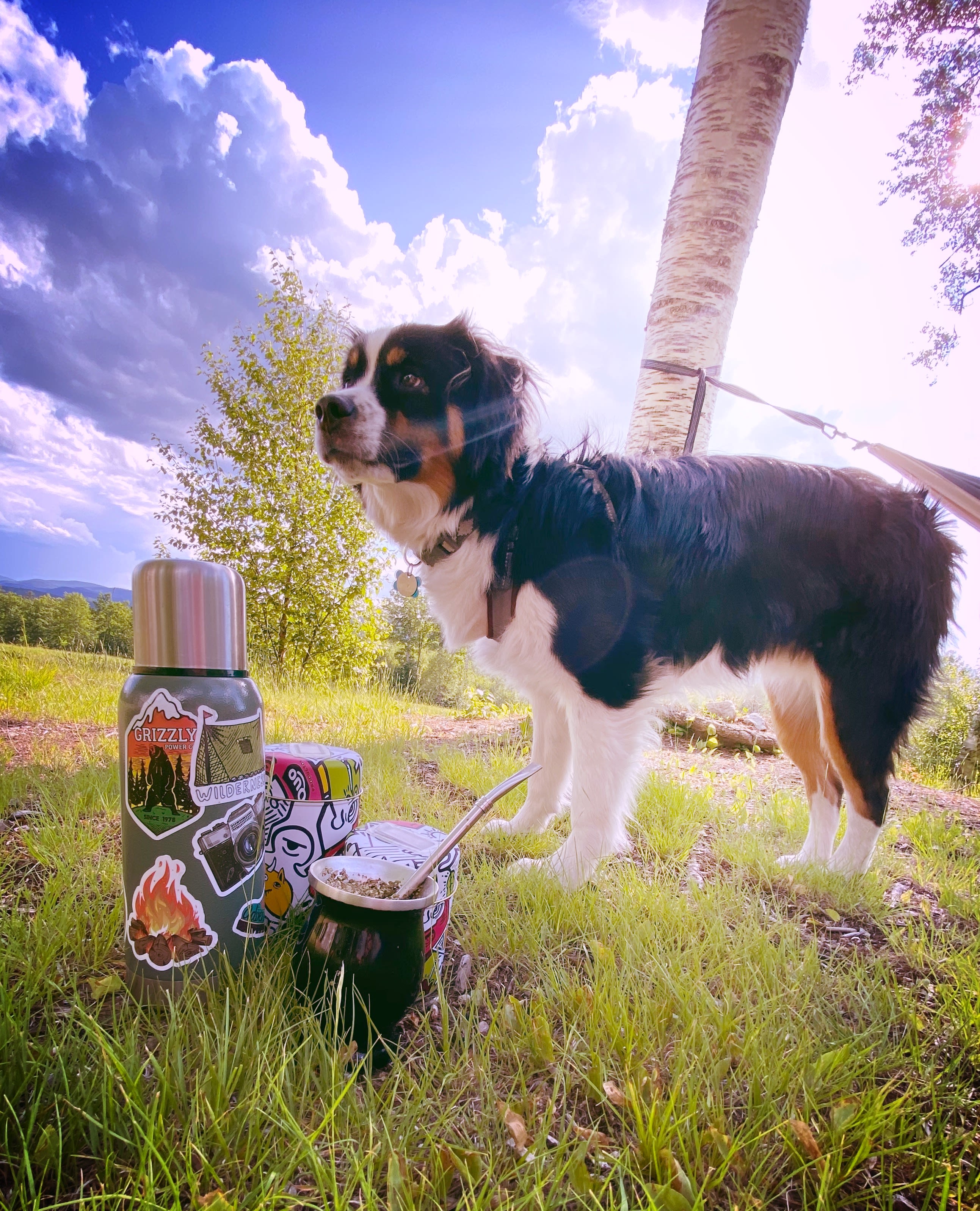 Sugar Wood Meadow Camping