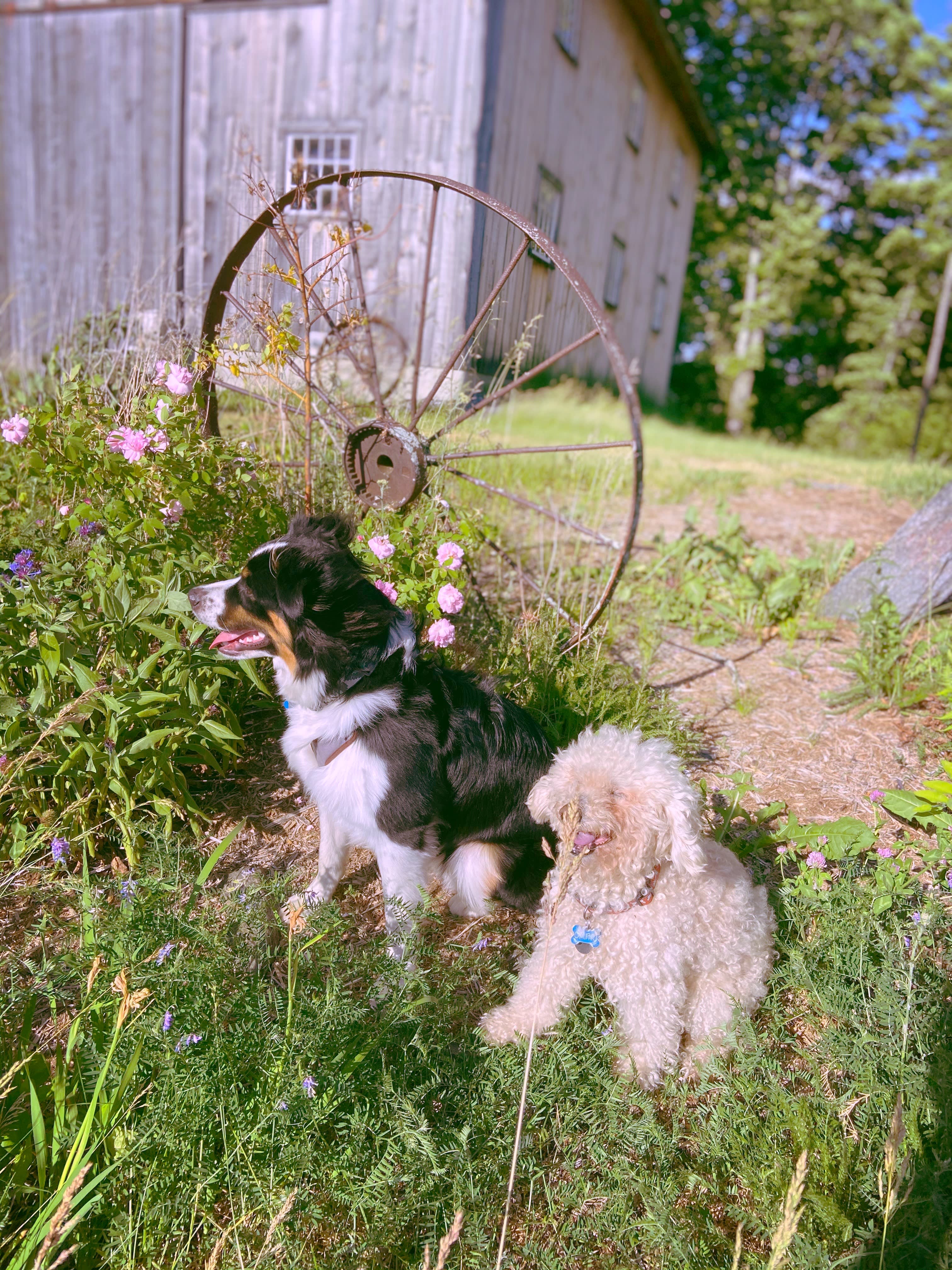 Sugar Wood Meadow Camping