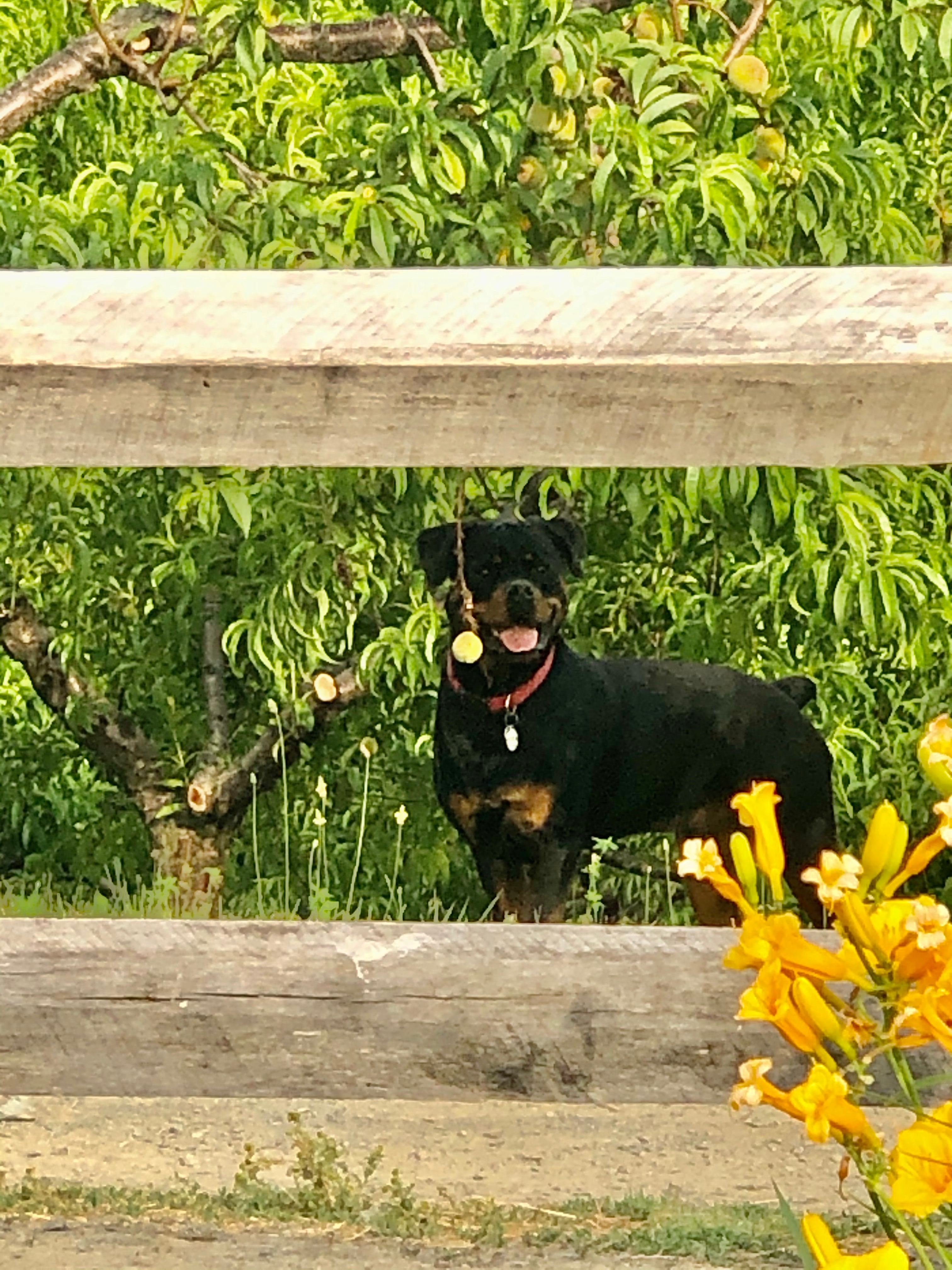WillieP explores the Apple orchard 