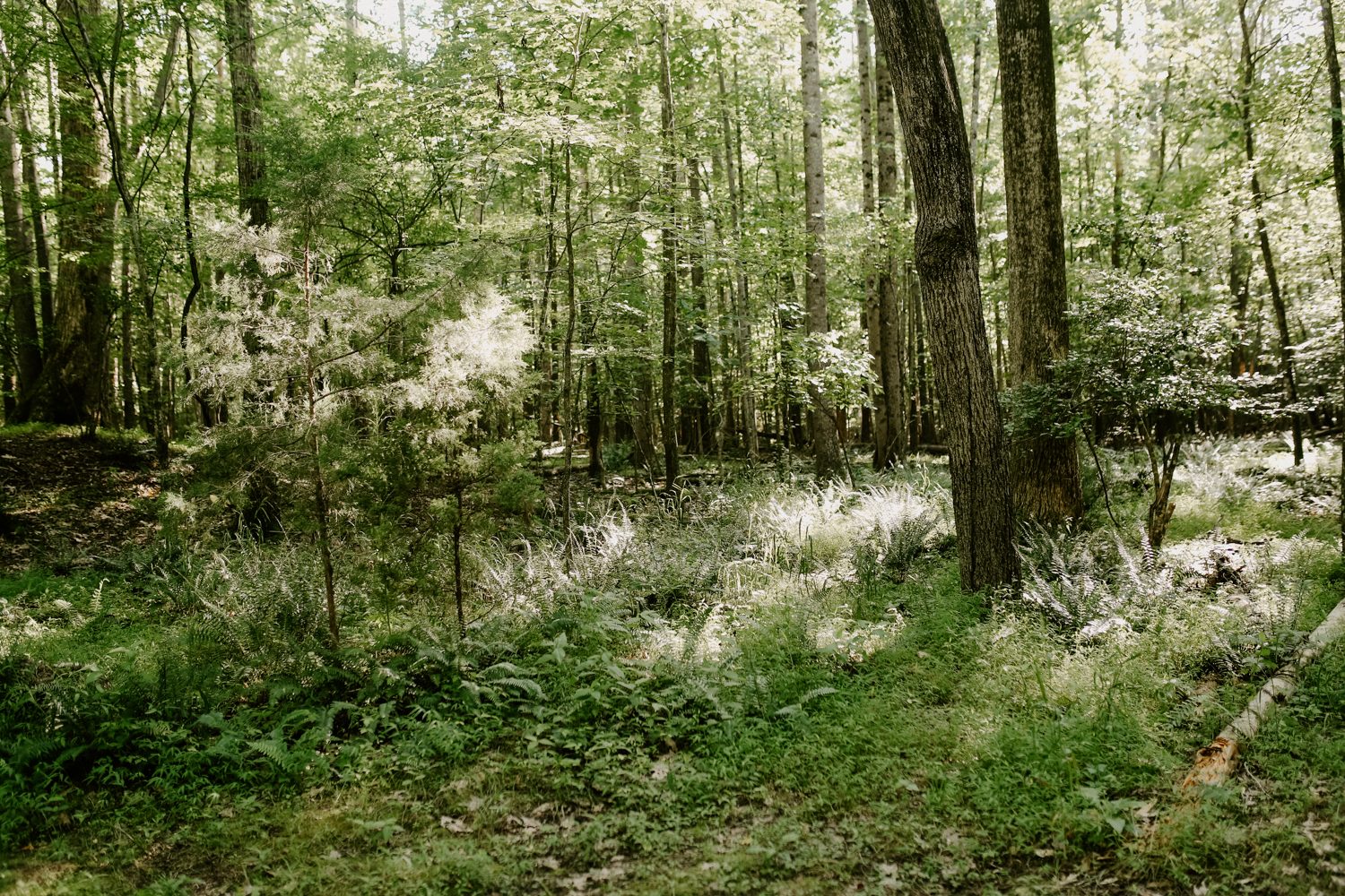 So many beautiful ferns growing nearby