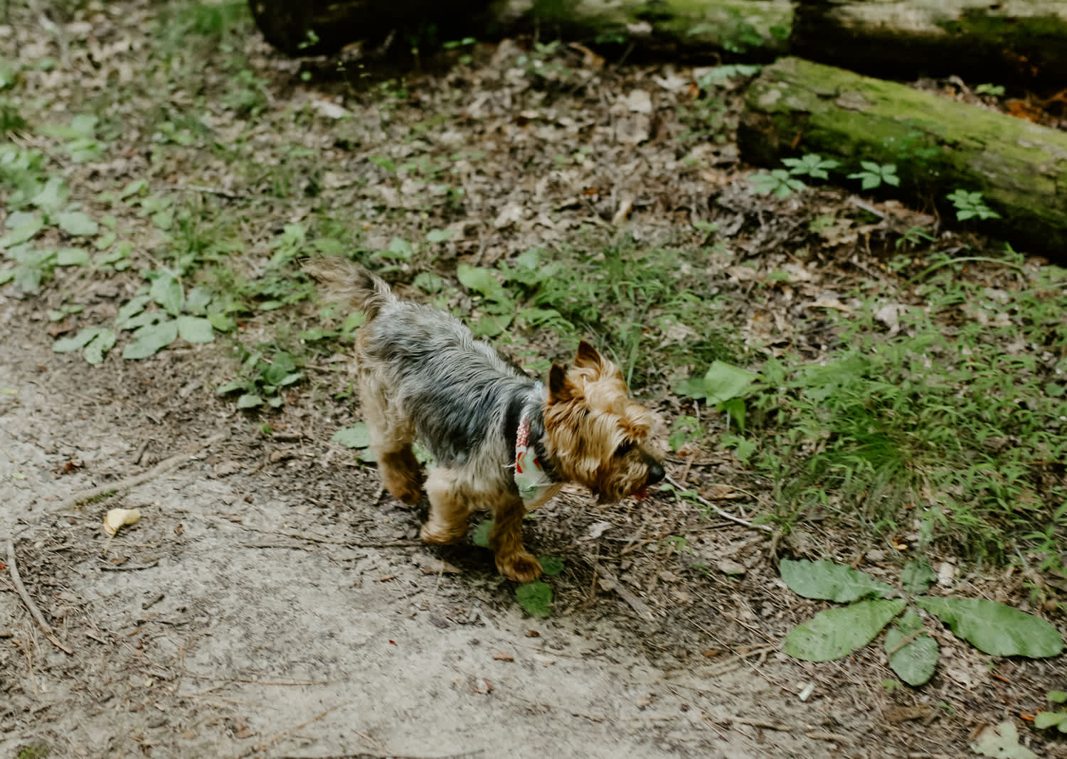 Carol's sweet pup was so friendly!