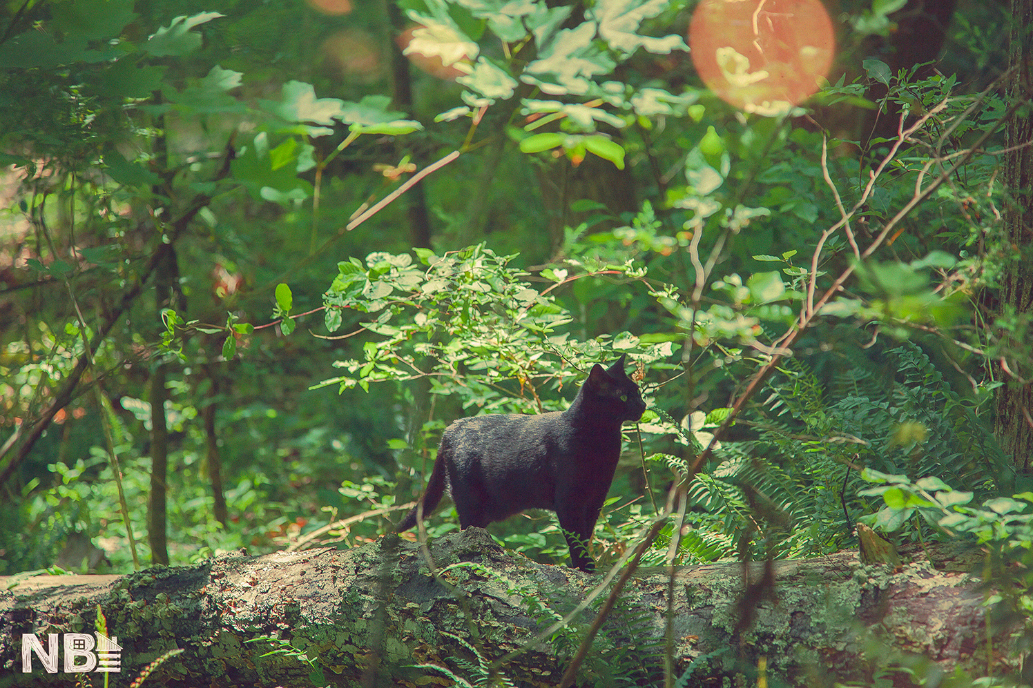 Nolichuckey Bluffs Cozy Campsites