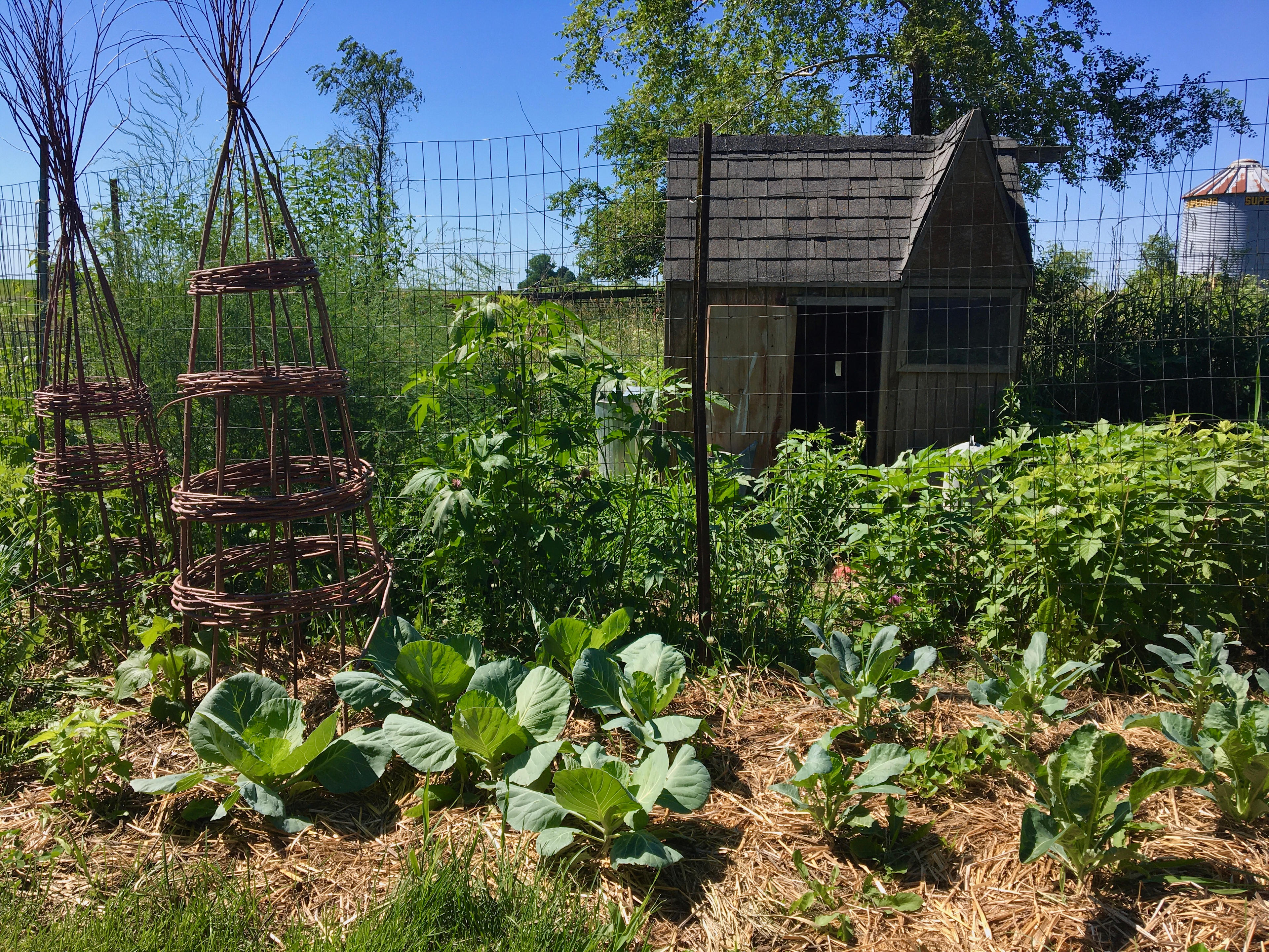 Part of the food forest and chicken run