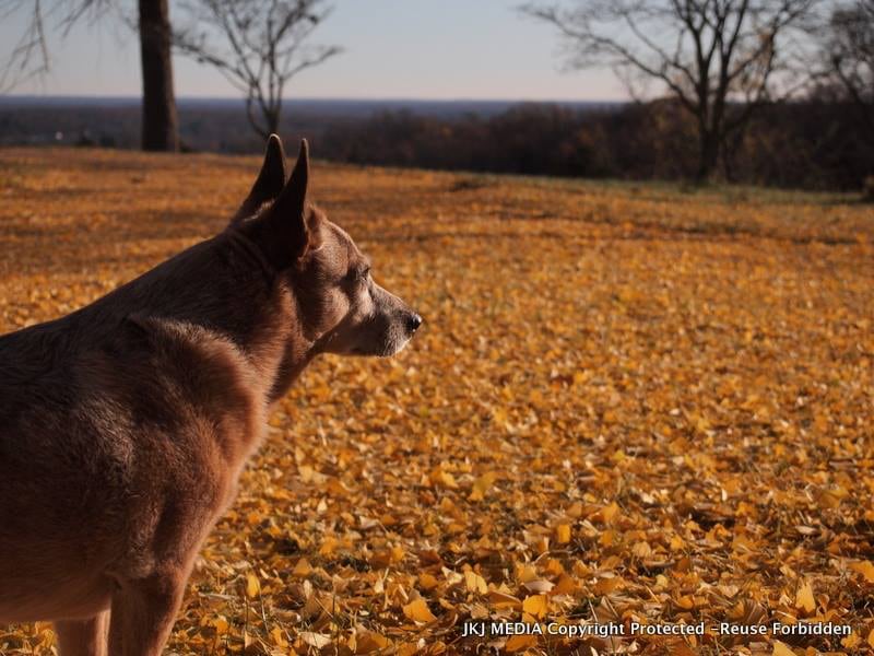 Reddy enjoying the fall Ginkgo leaves.  We welcome you to come and delight in our 6 giant Ginkgos, whose leaves are soft like rose petals & provide a lovely yellow blanket over the grass in Autumn.