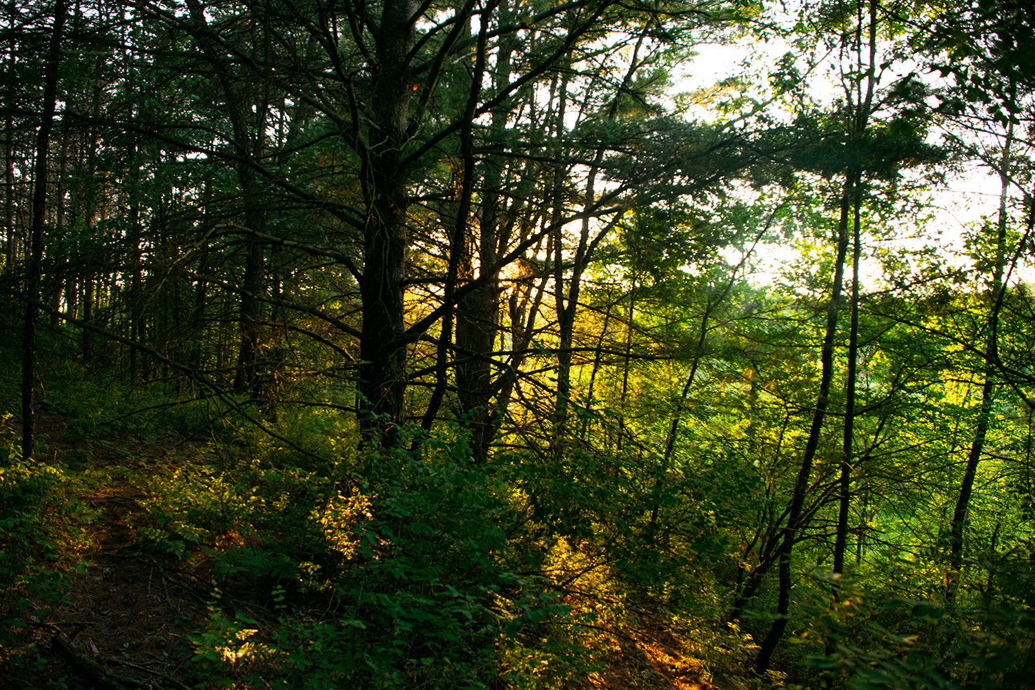 WhitePines at Sunset ( Woods Loop Trail )
