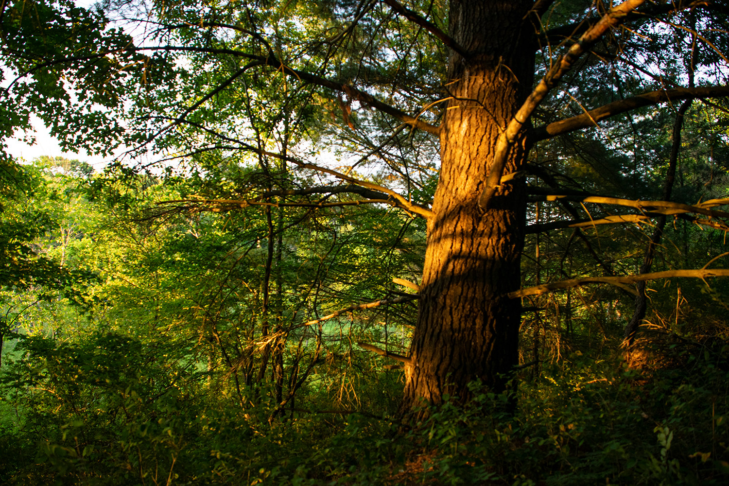 Old Whitepine ( Woods Loop Trail )