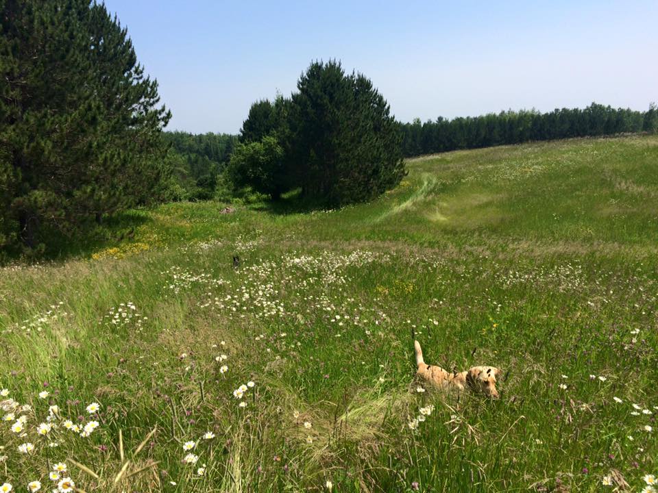 On the way to the pond...