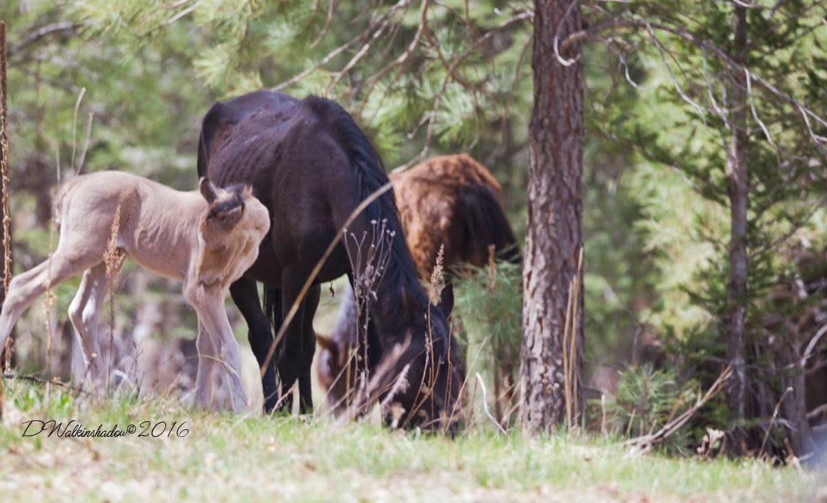 Wild horses roam here