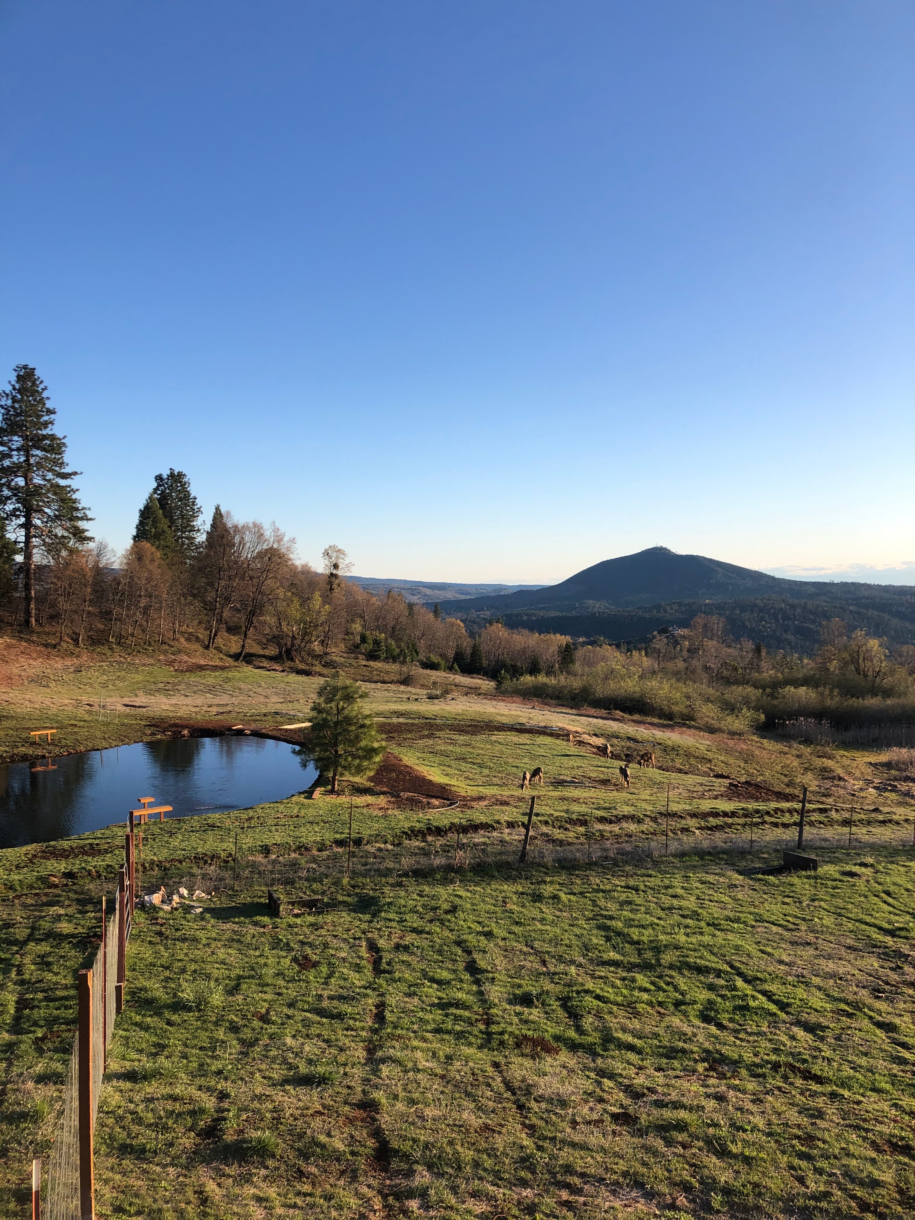 A view of our pond in summer with some of our local deer. 