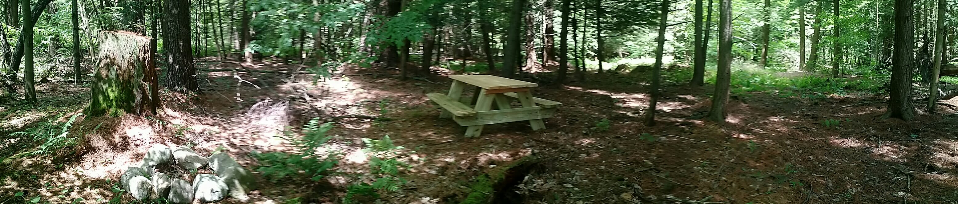 A soft bed of pine needles for your tent - Cathedral 6
