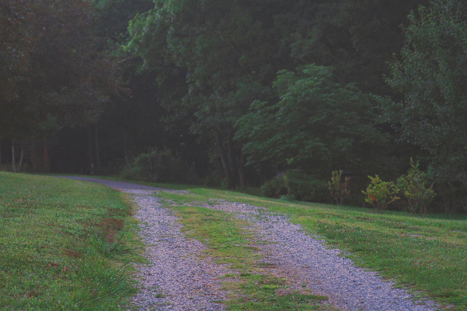 Road to the campsite. 