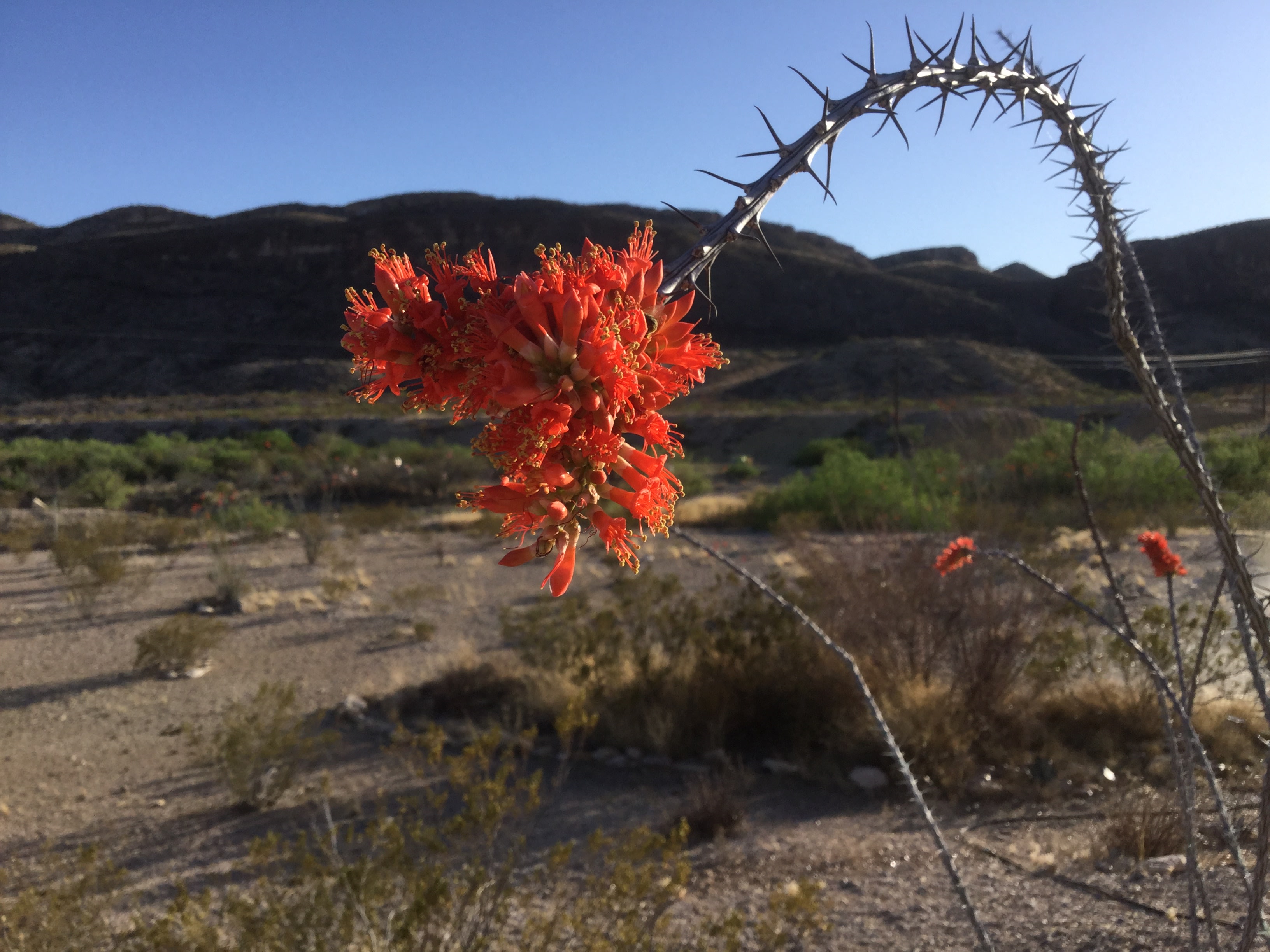 Beautiful sunsets & plants surround these sights