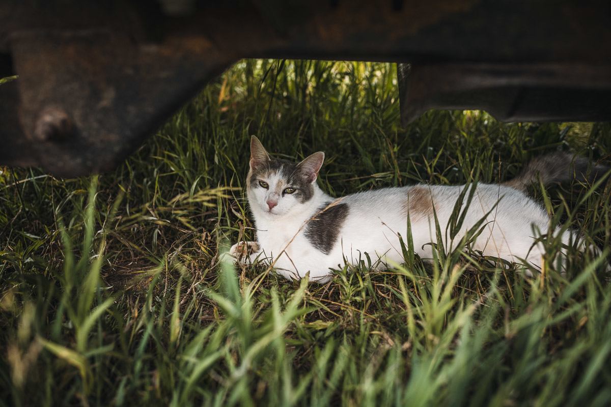Dennis has two friendly cats on the property 