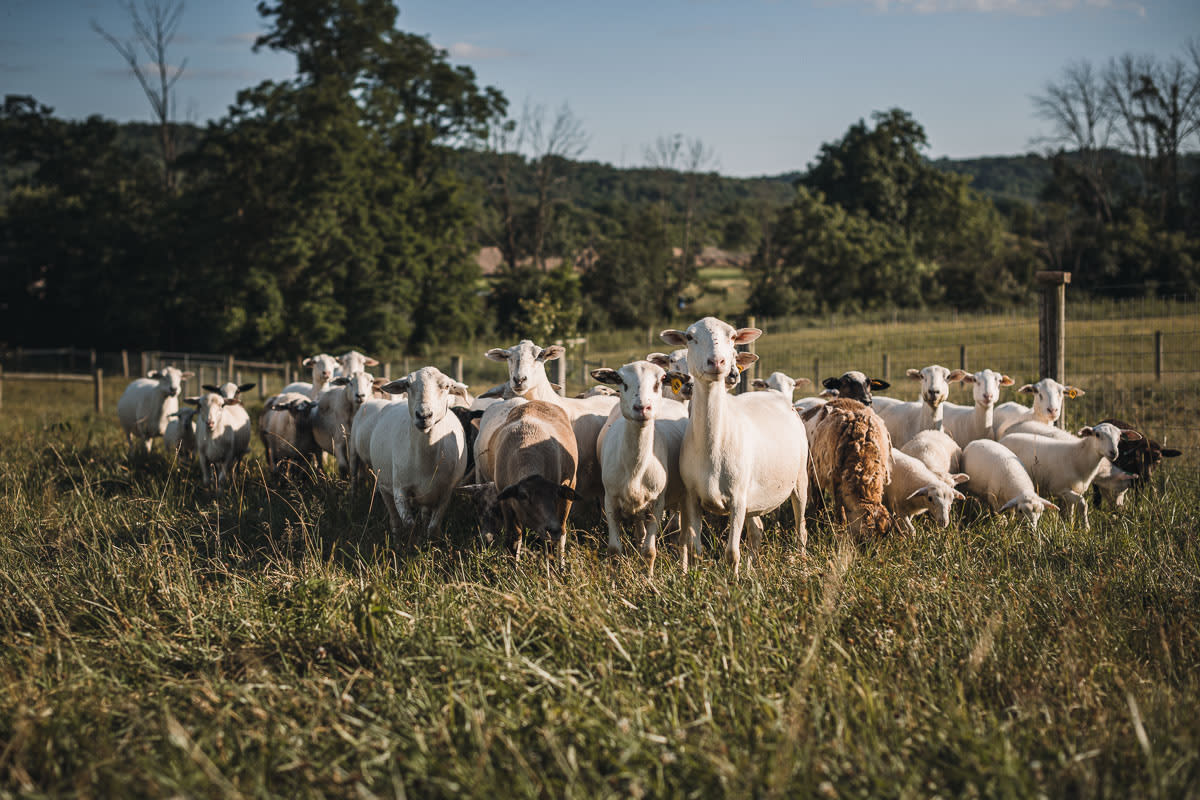 The sheep were very curious about us