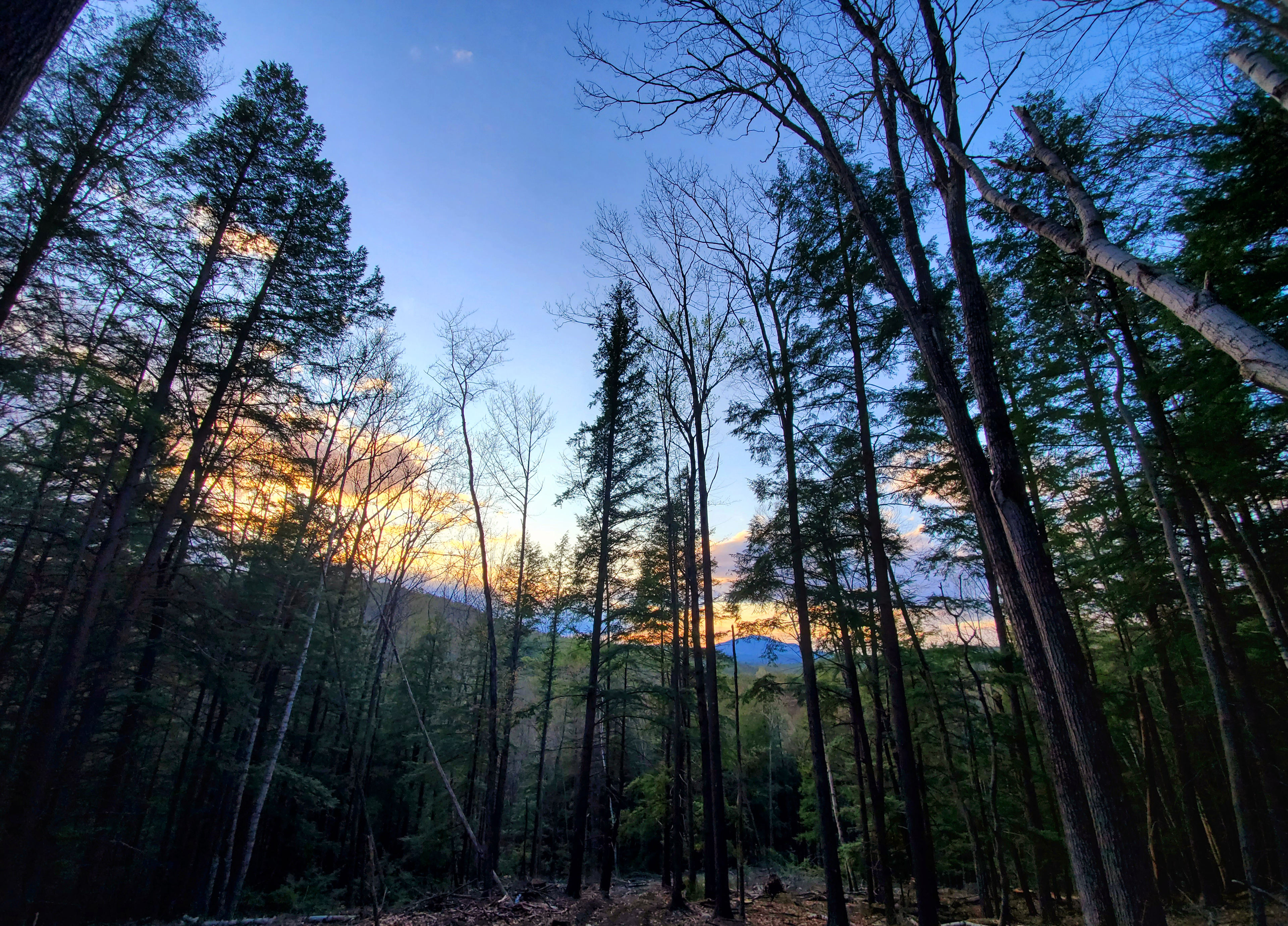 View of Mount Ascutney from Perry mountain, along the hiking trail.