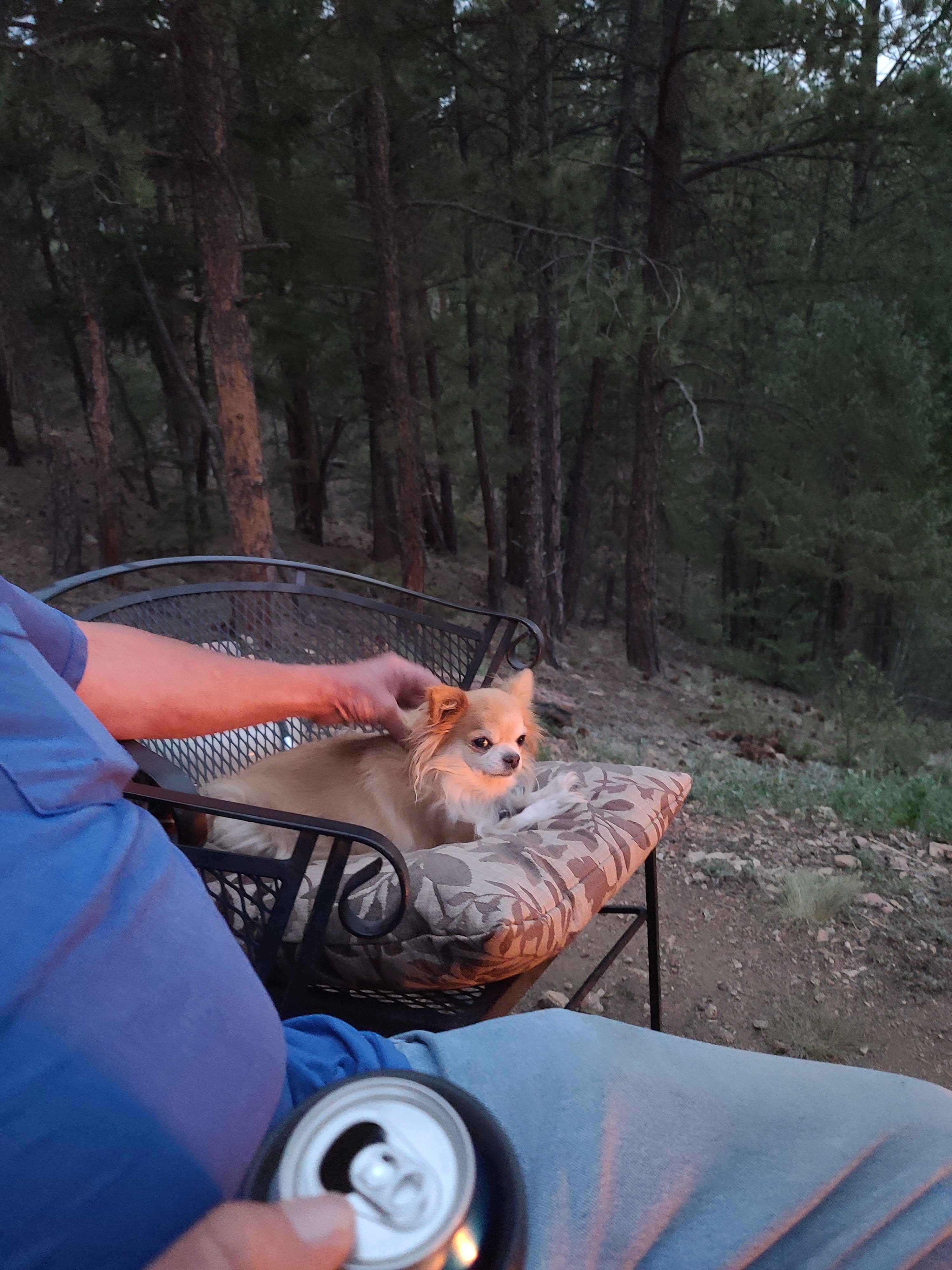 Our little dog Amy, by the fireside on a comfy cushion chair while Daddy scratches her back. All content and happy!