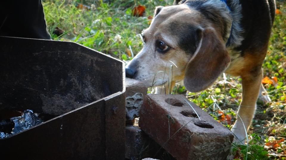 Dog making sure we left no bbq chicken on the grill!