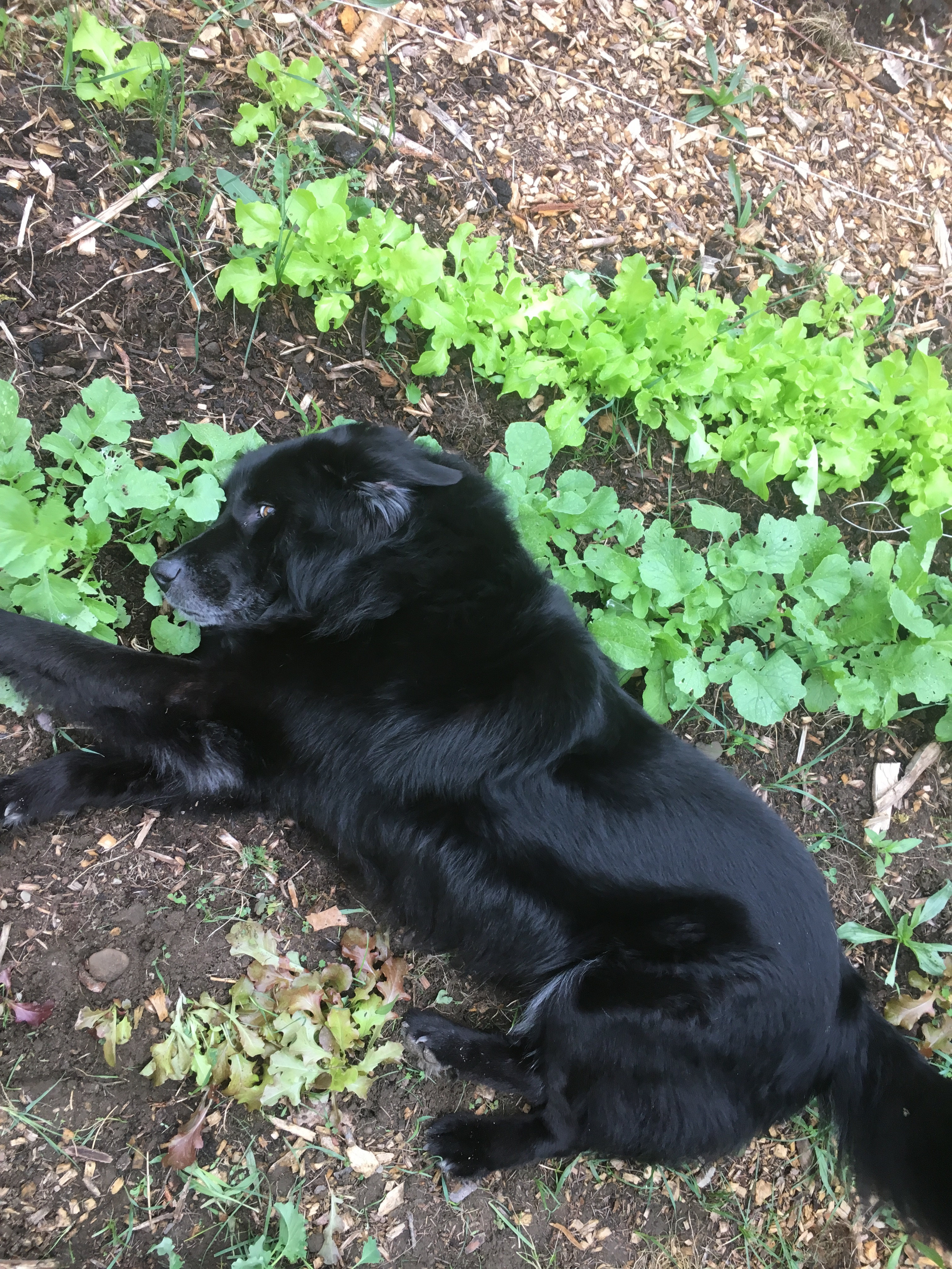 Our dog grizzly in the garden 