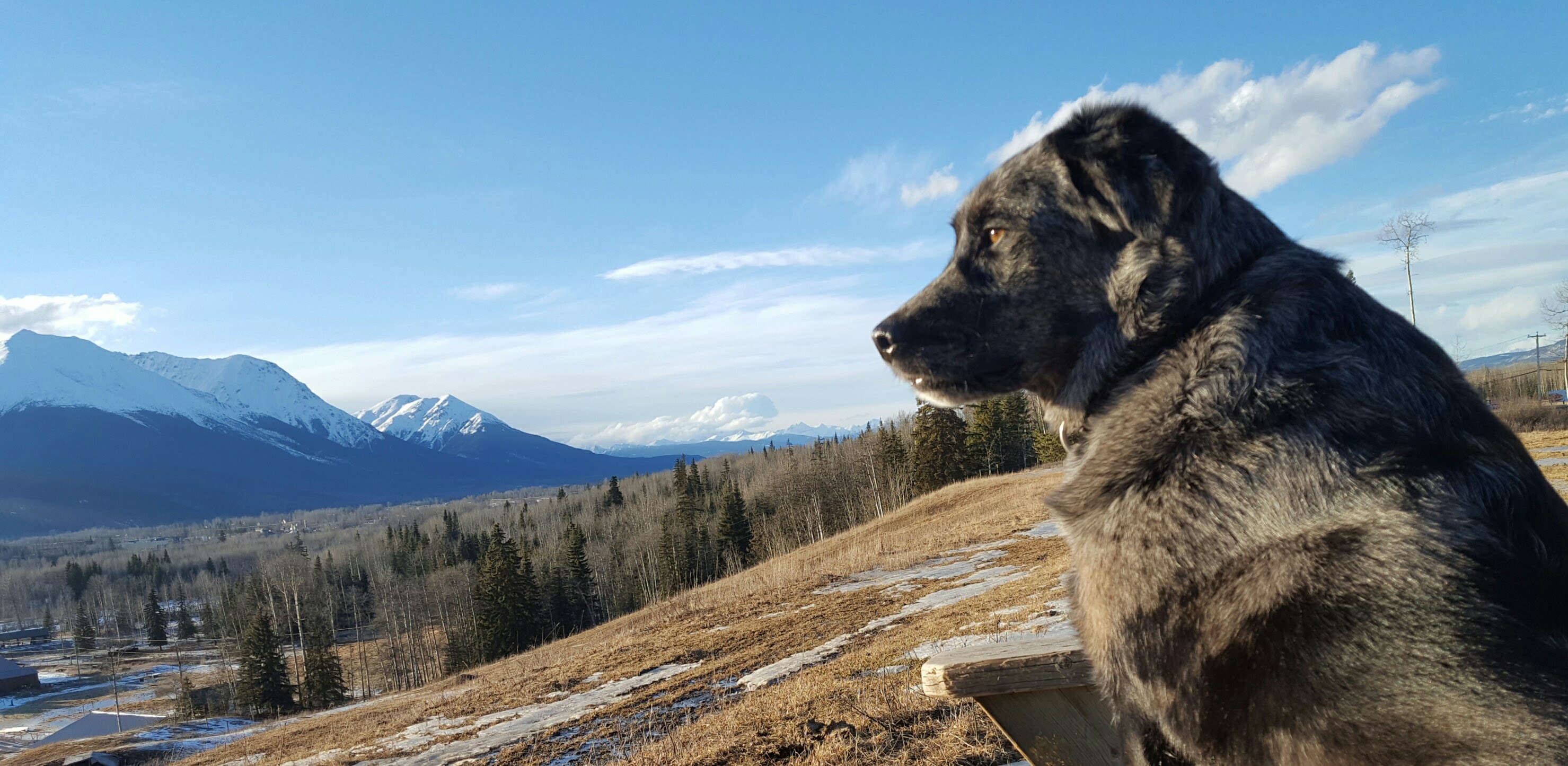 My dog Harry enjoying the view near the campsite