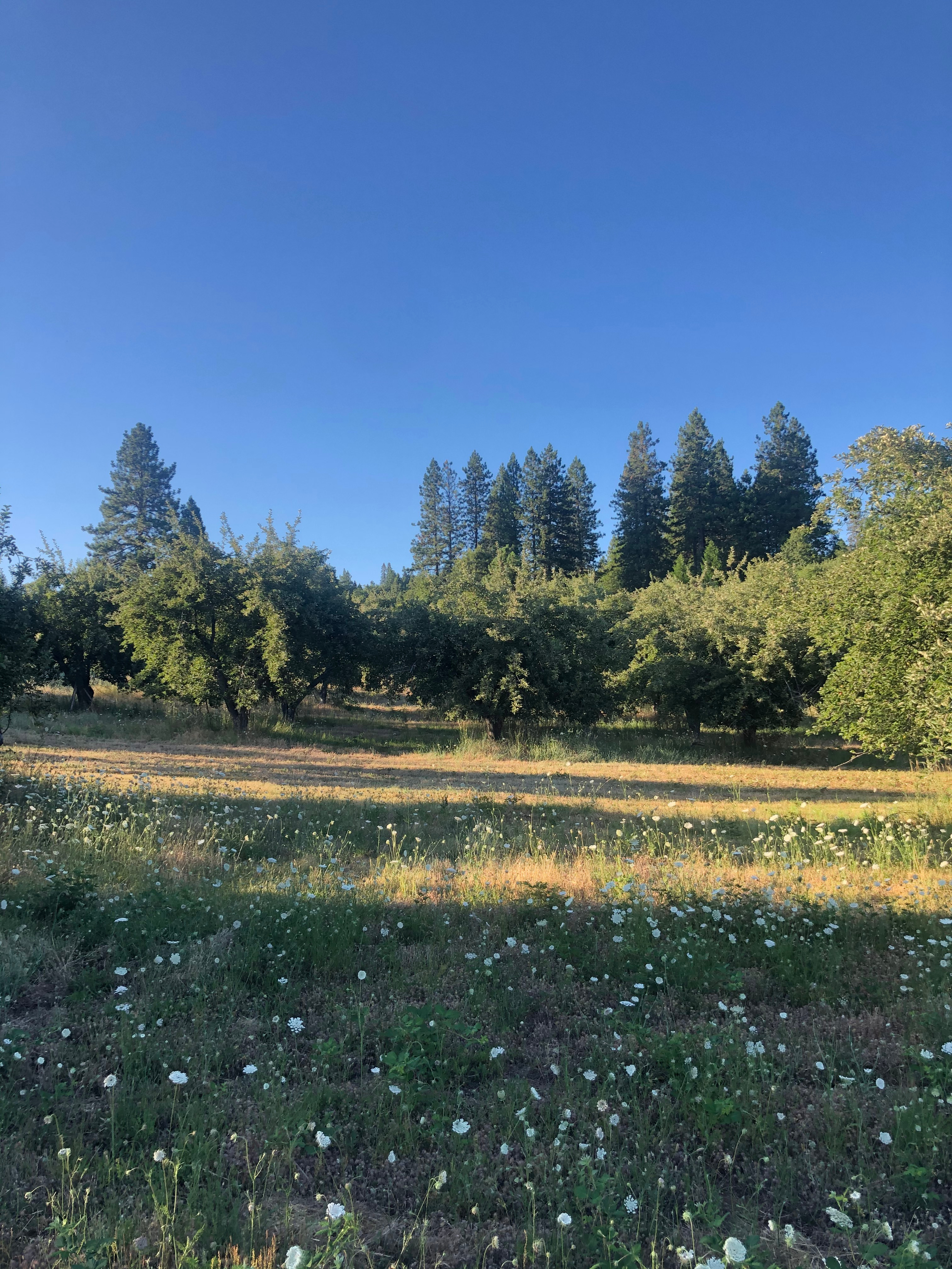 Set up camp in our secluded heirloom apple orchards!