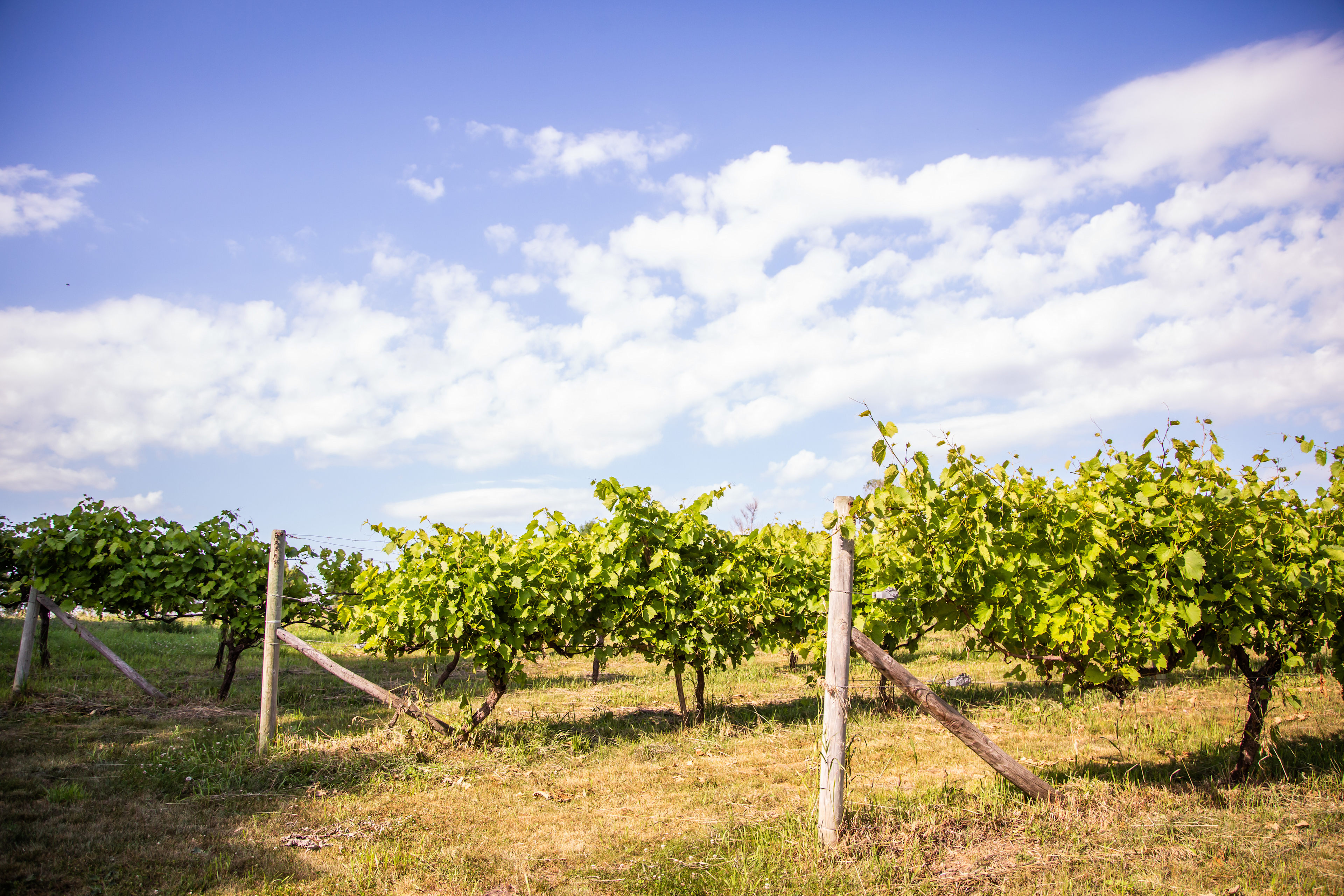 The vineyard is a beautiful setting for photos as the sun hangs low in the sky. 