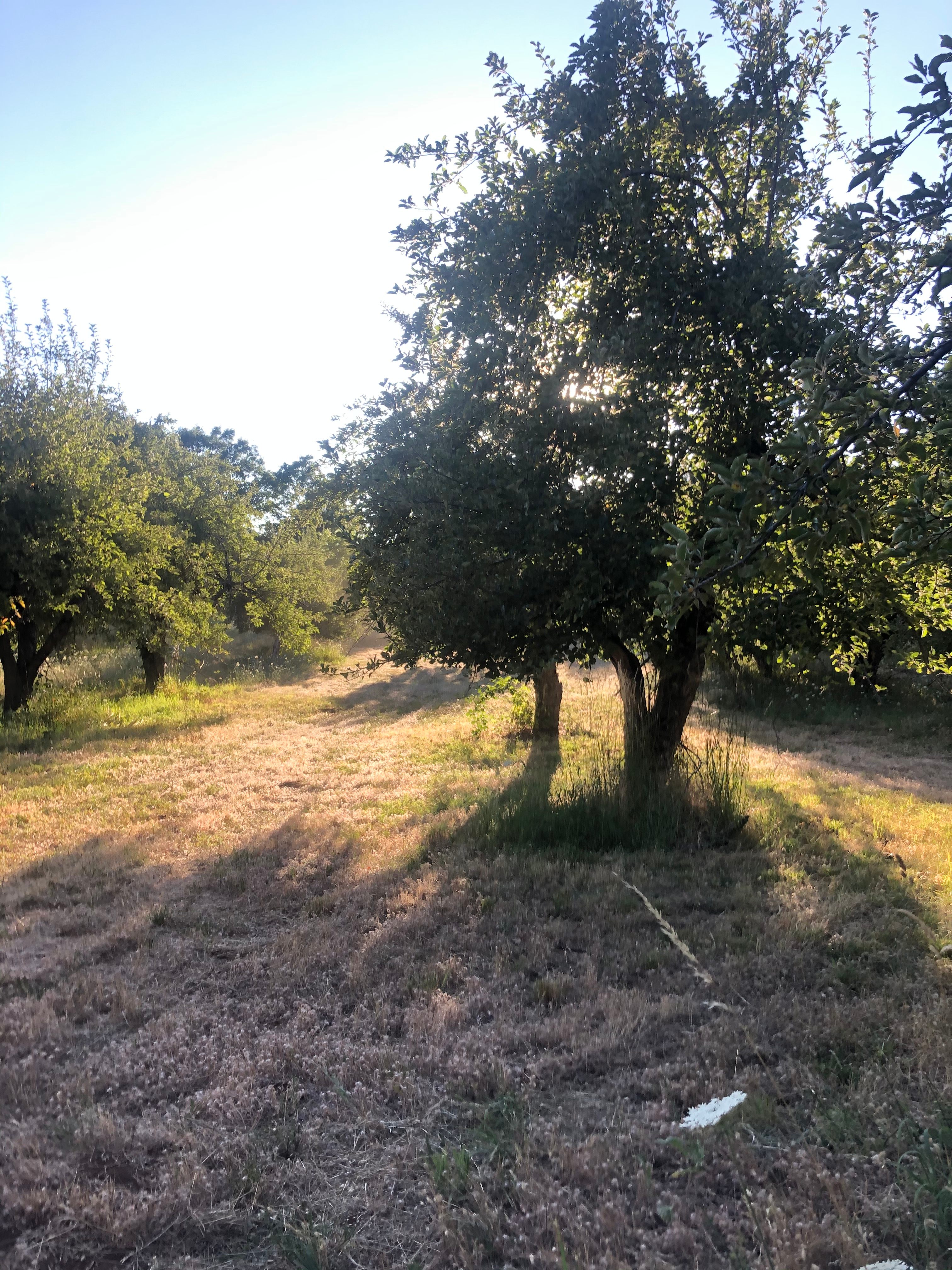 Camp in our lovely apple orchards!