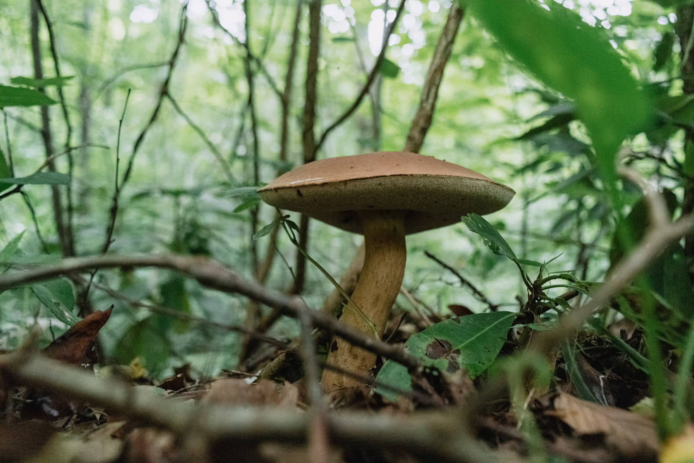 This ginormous mushroom was 1 day old.