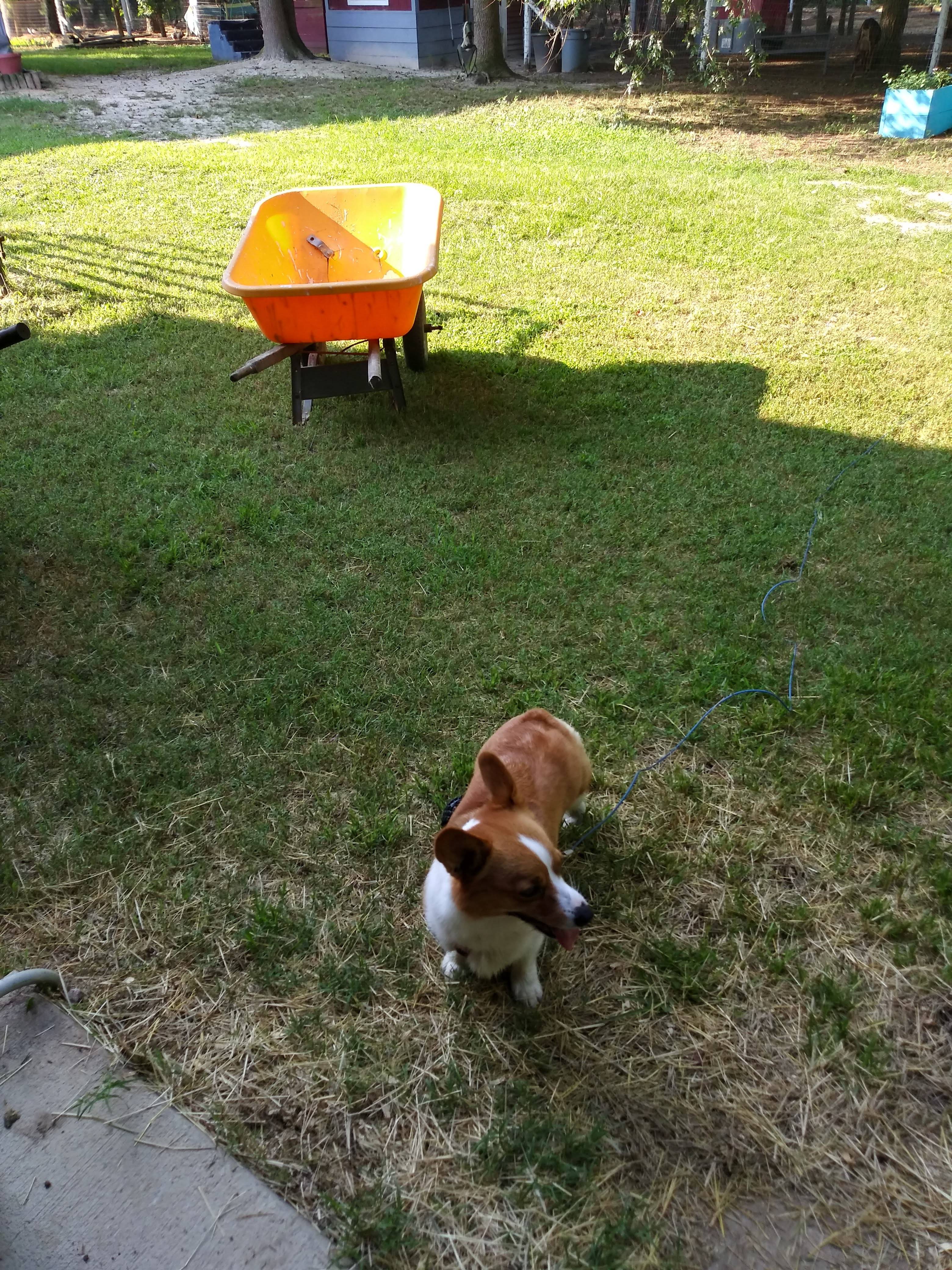 My Favorite little Corgi!!