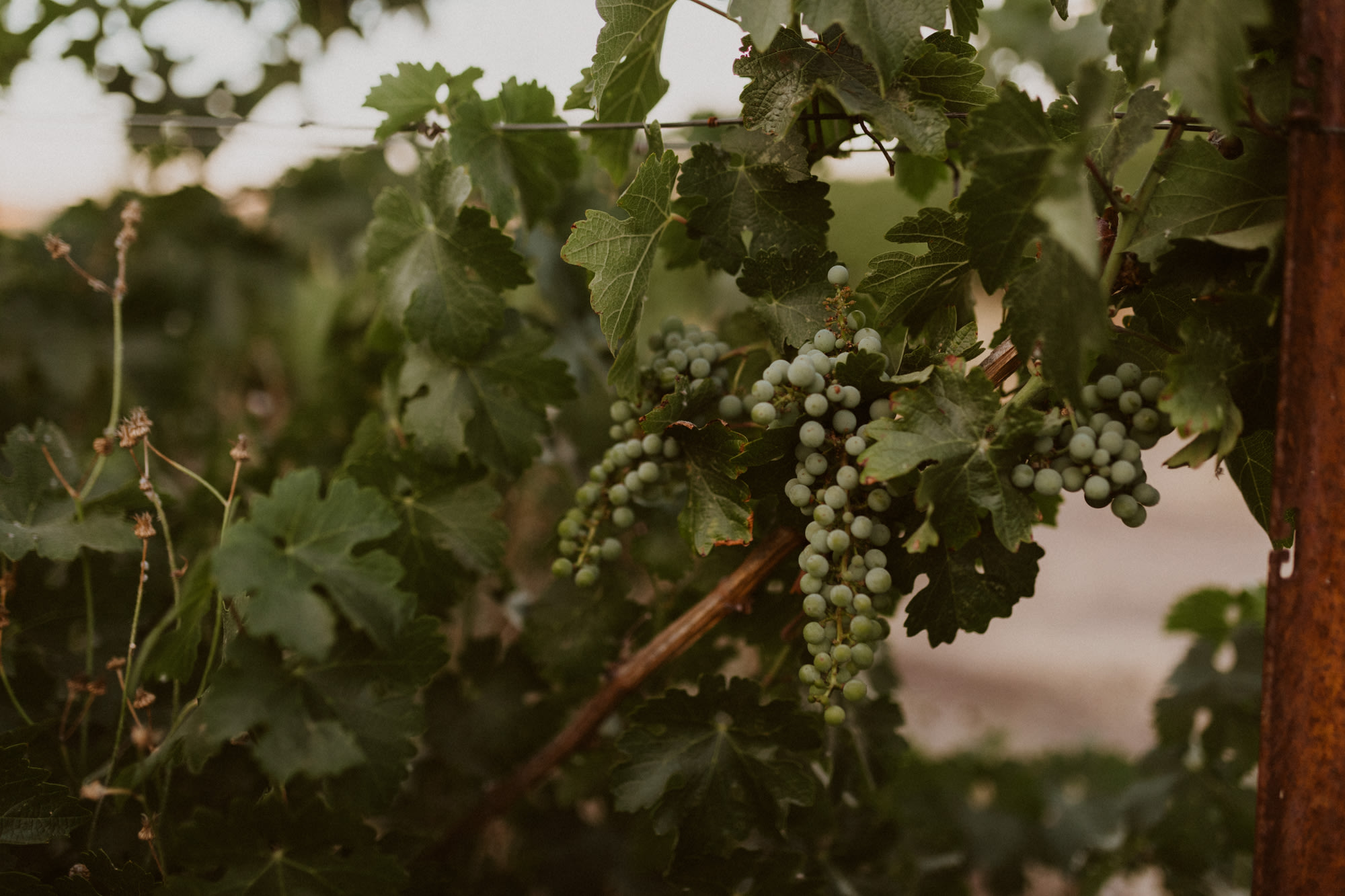 Paso Robles Camping