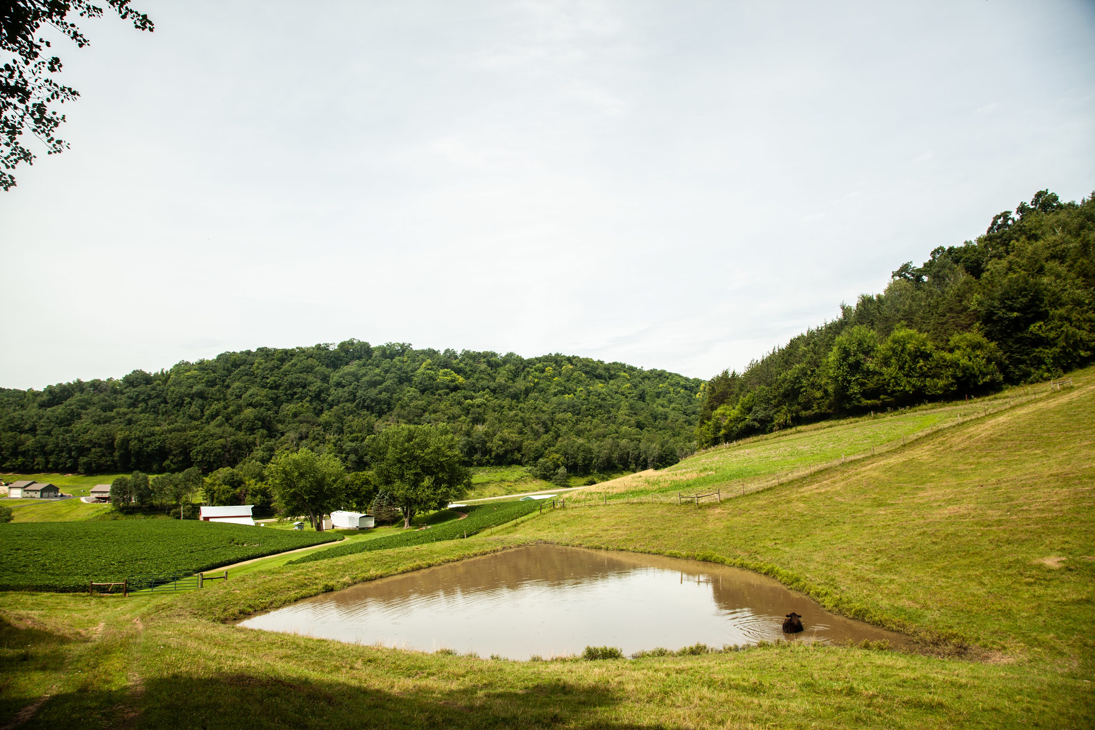 It was a pleasant surprise to find a lone cow taking a little dip on our hike out of camp.