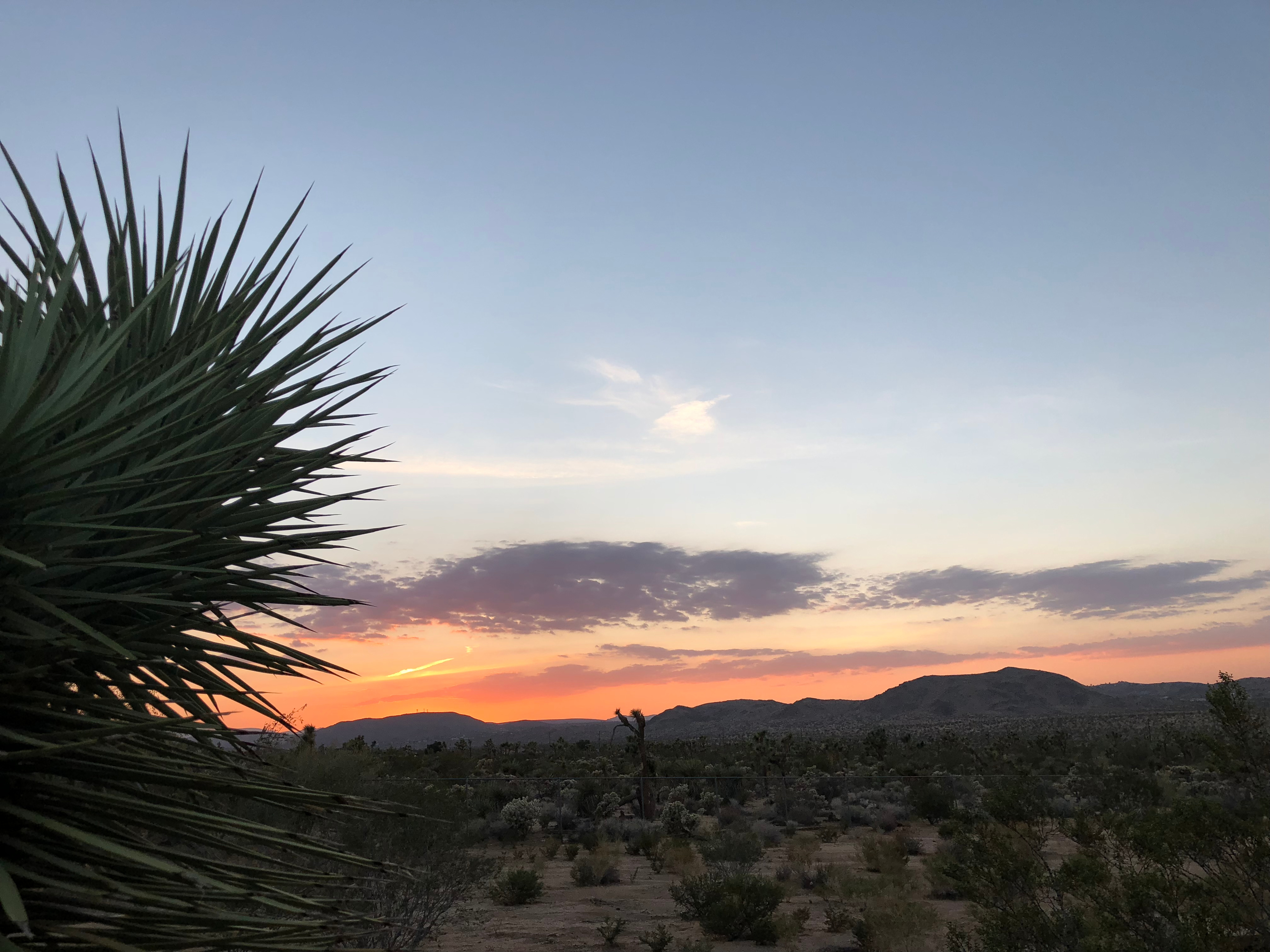 Joo L’s Joshua Tree