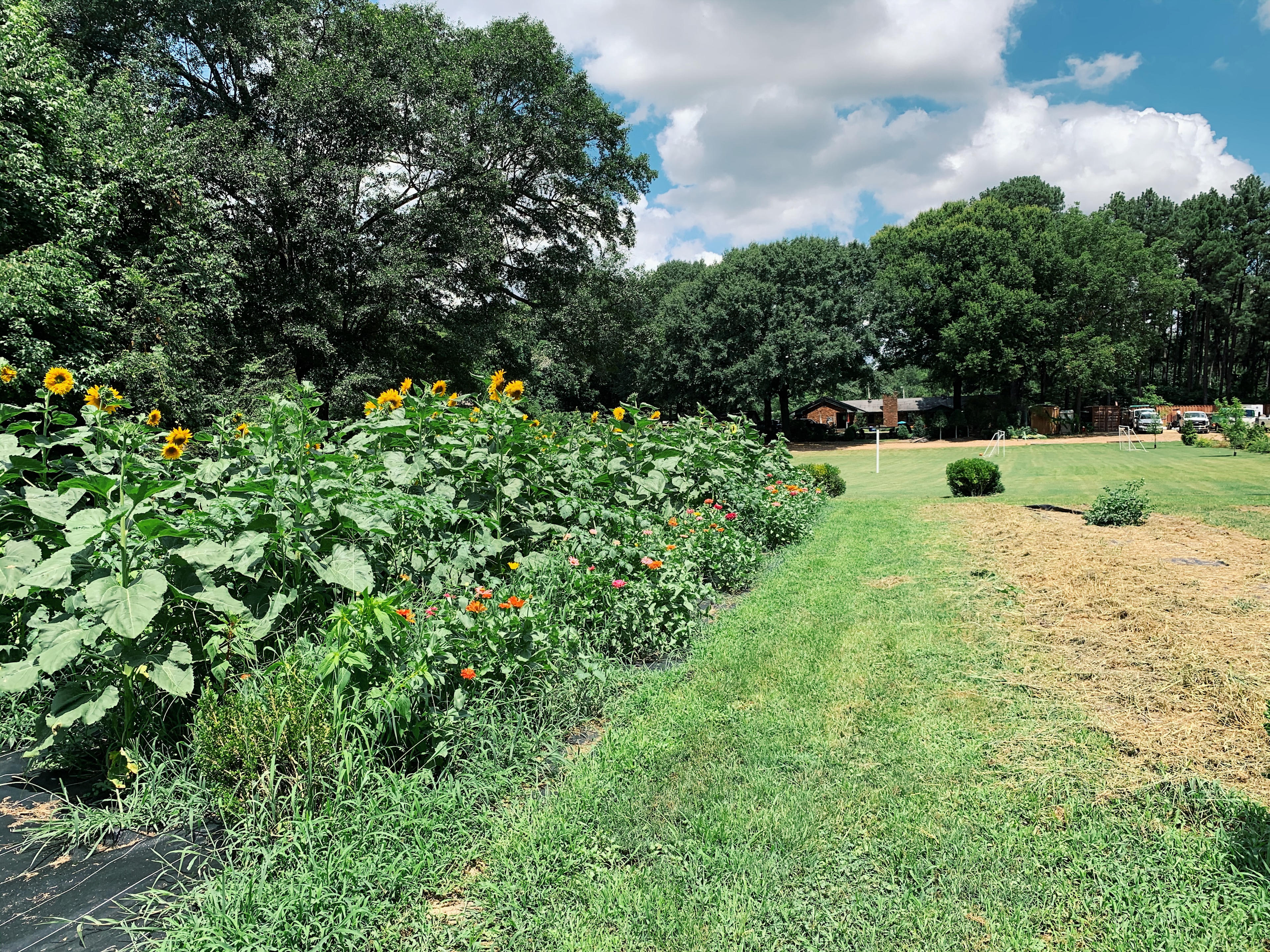 field of sunflowers