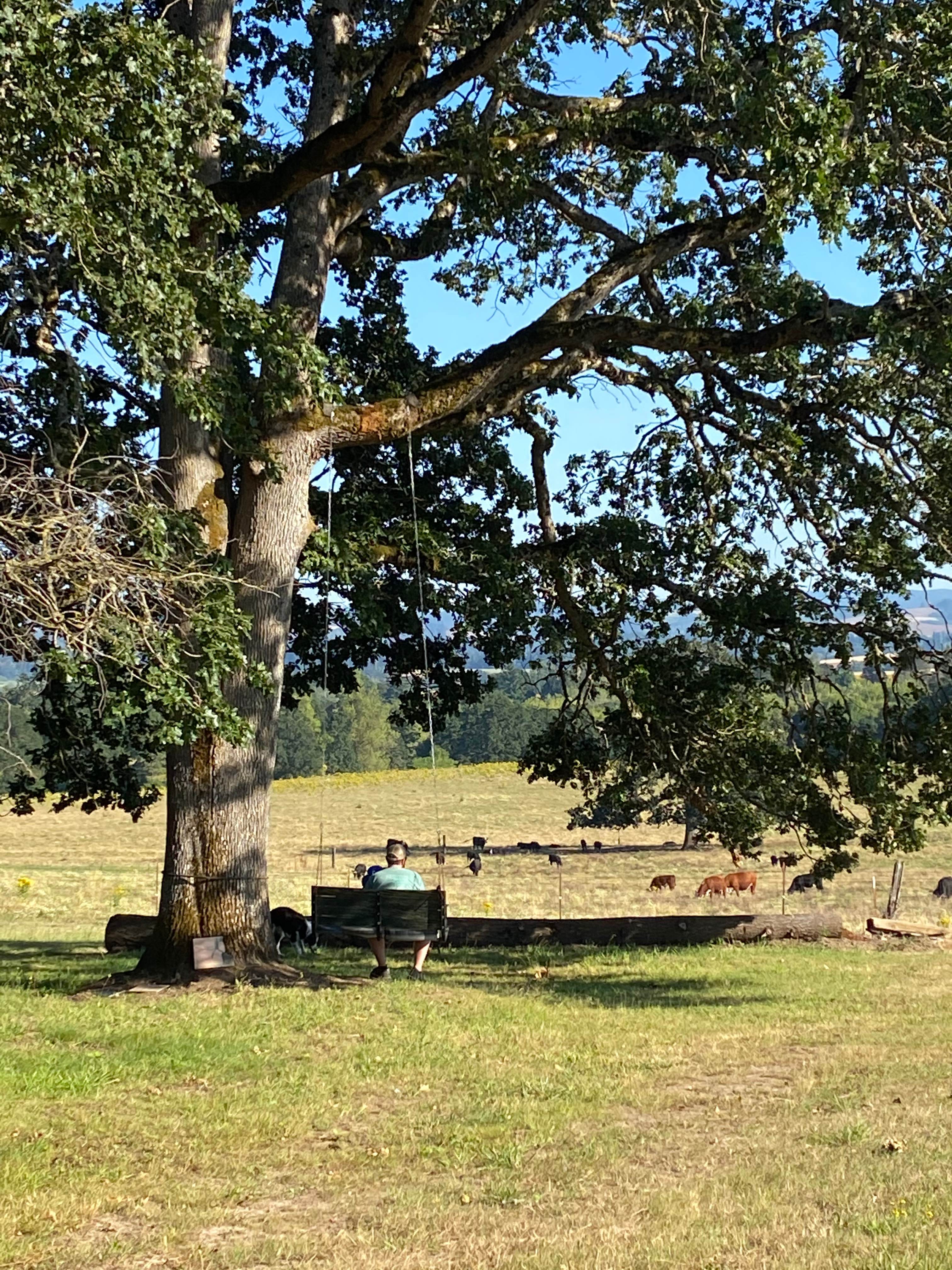 Beautiful scene from the swing!