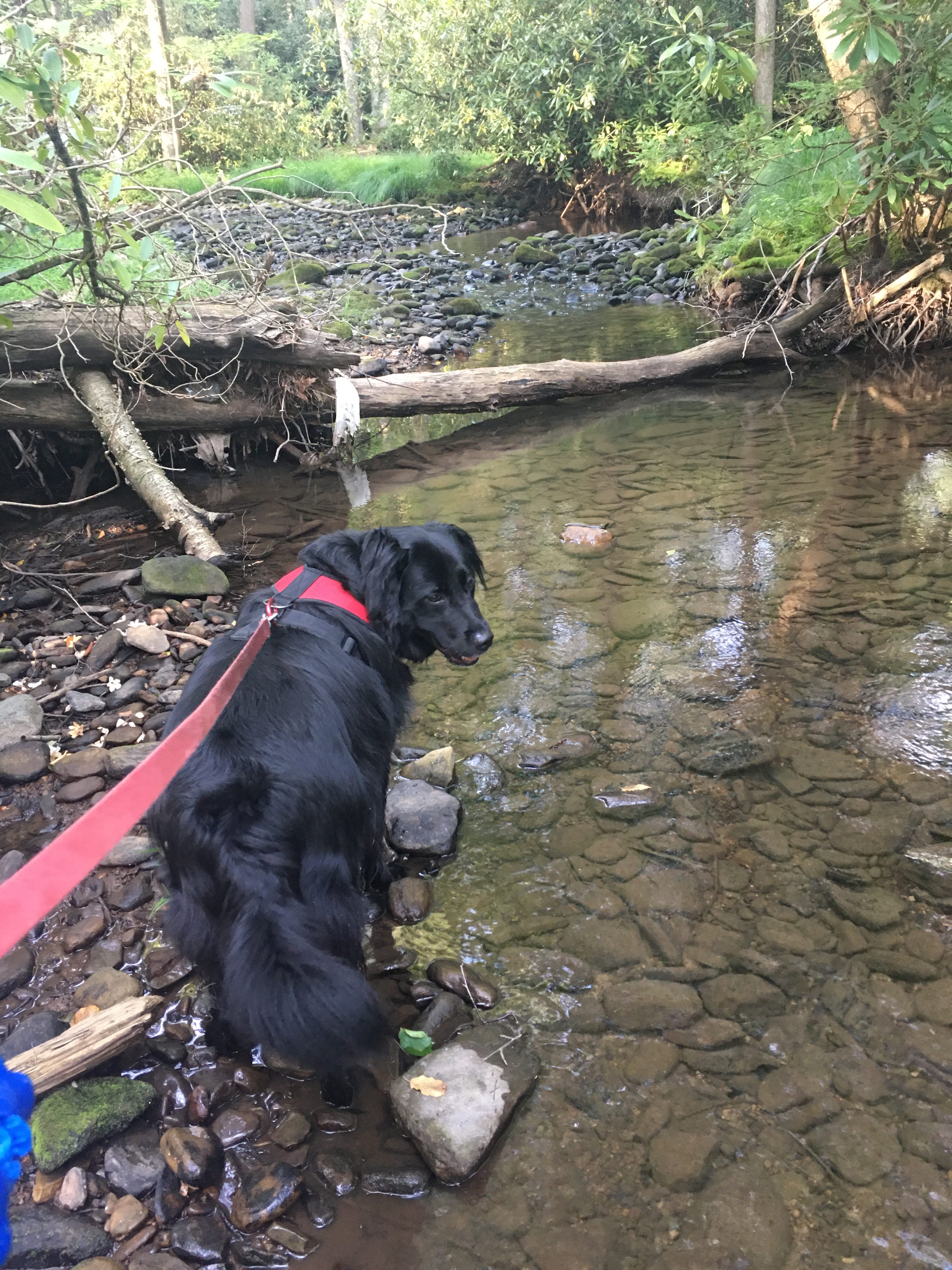 Bald Eagle Campsite