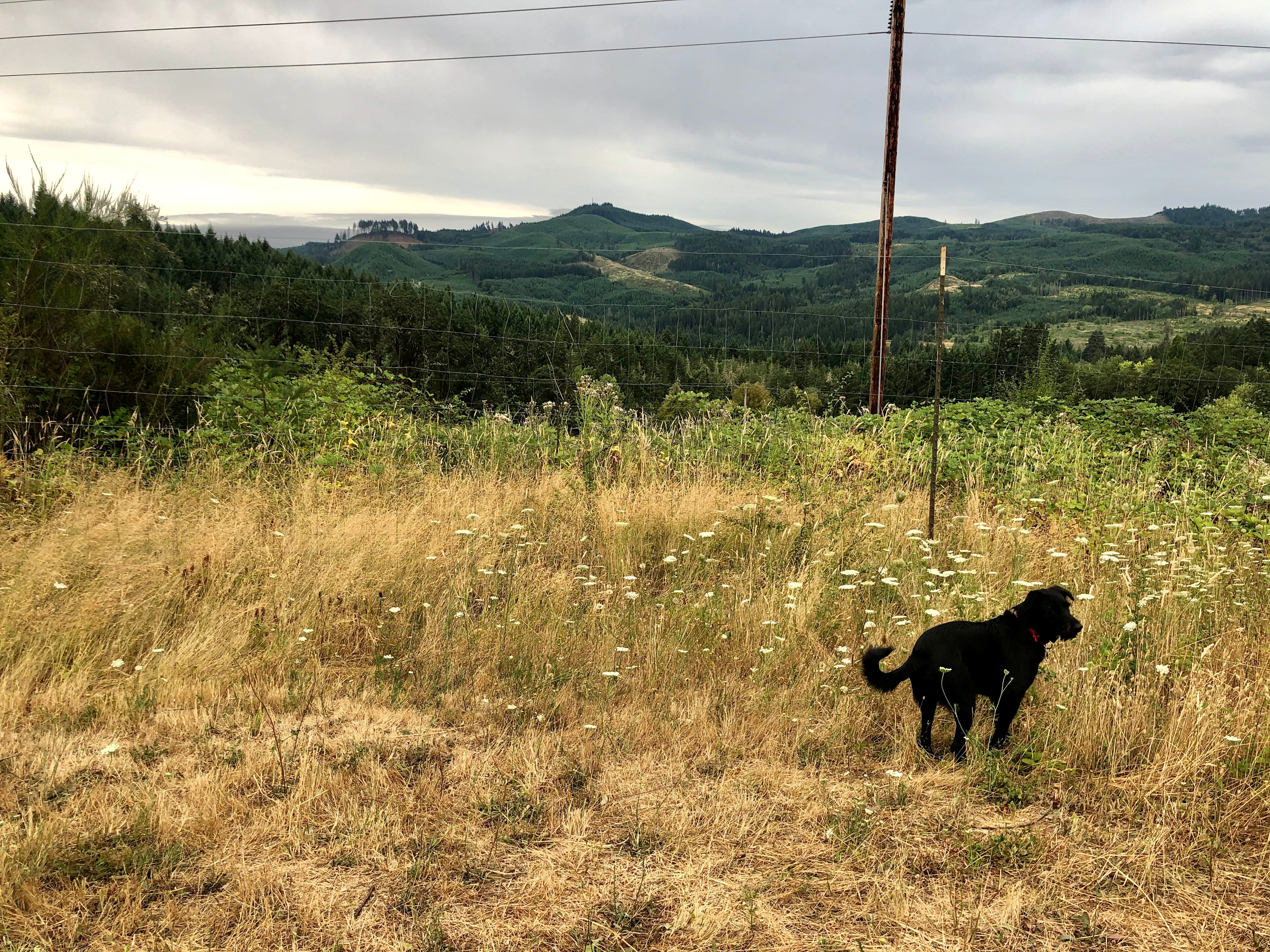 Old Wagon Road Vineyard