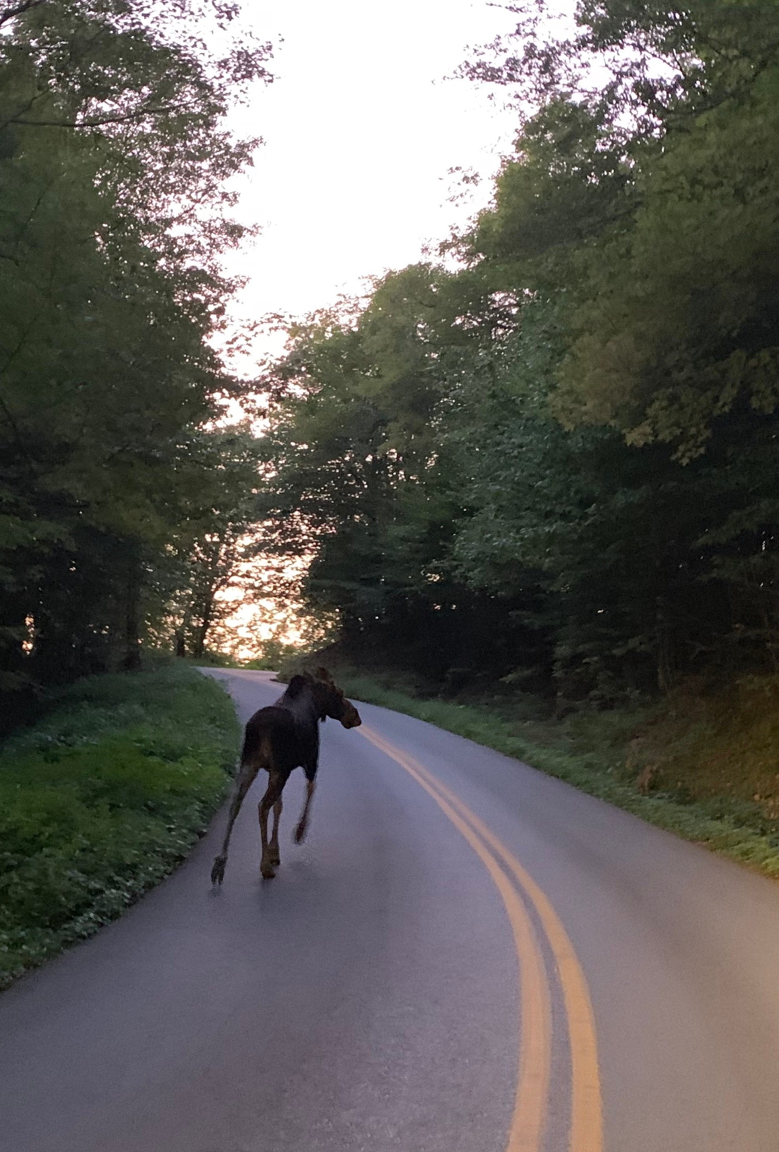 Moose crossing Lincoln Gao
