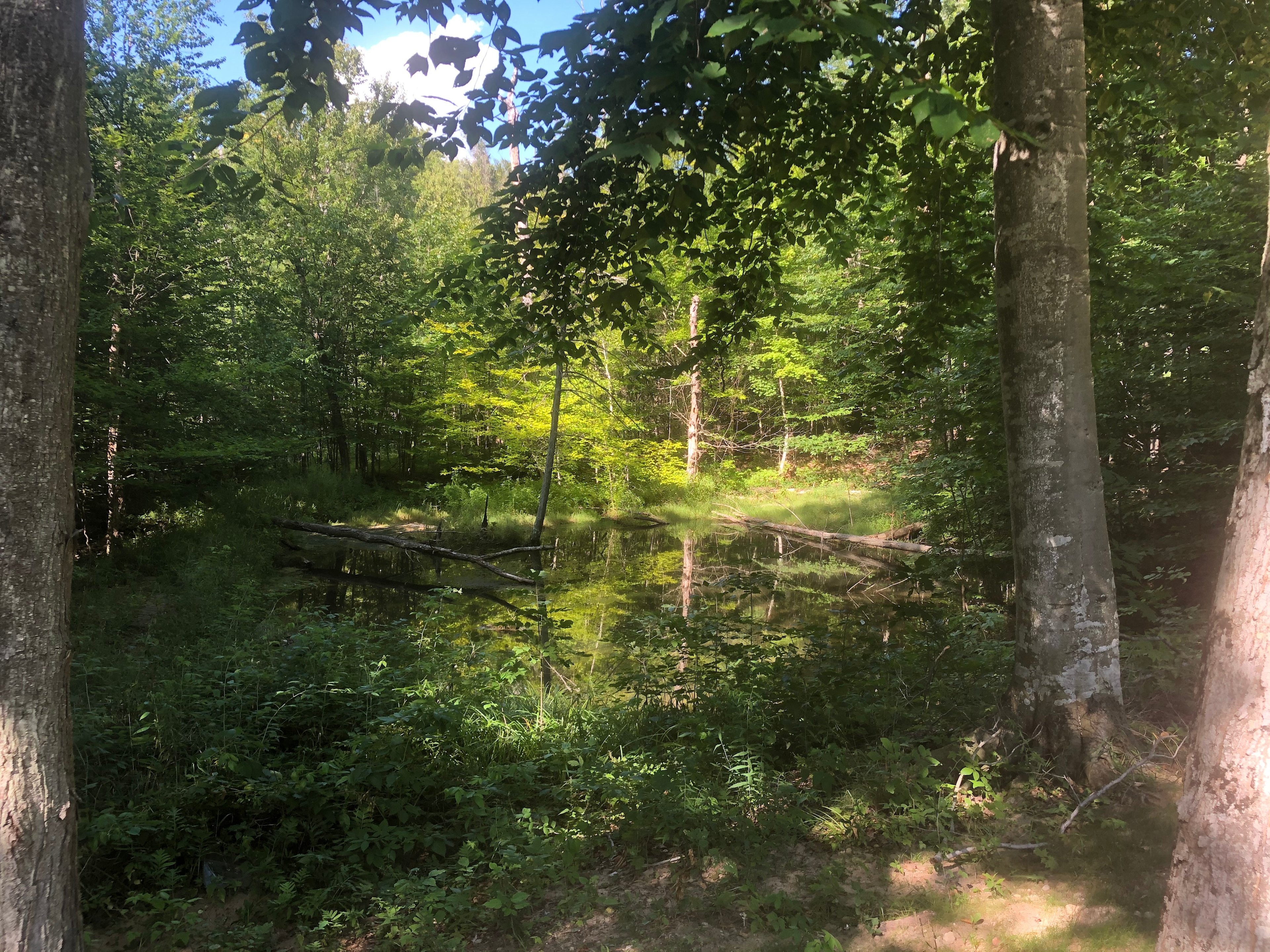 One of our beautiful spring fed ponds