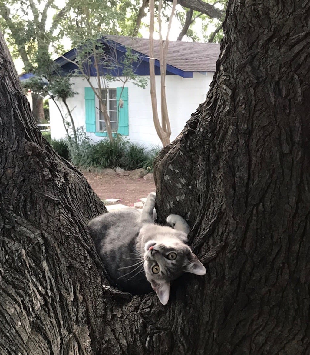 The property has a collection of lovable critters -- dogs, cats, chickens, and, soon, goats!