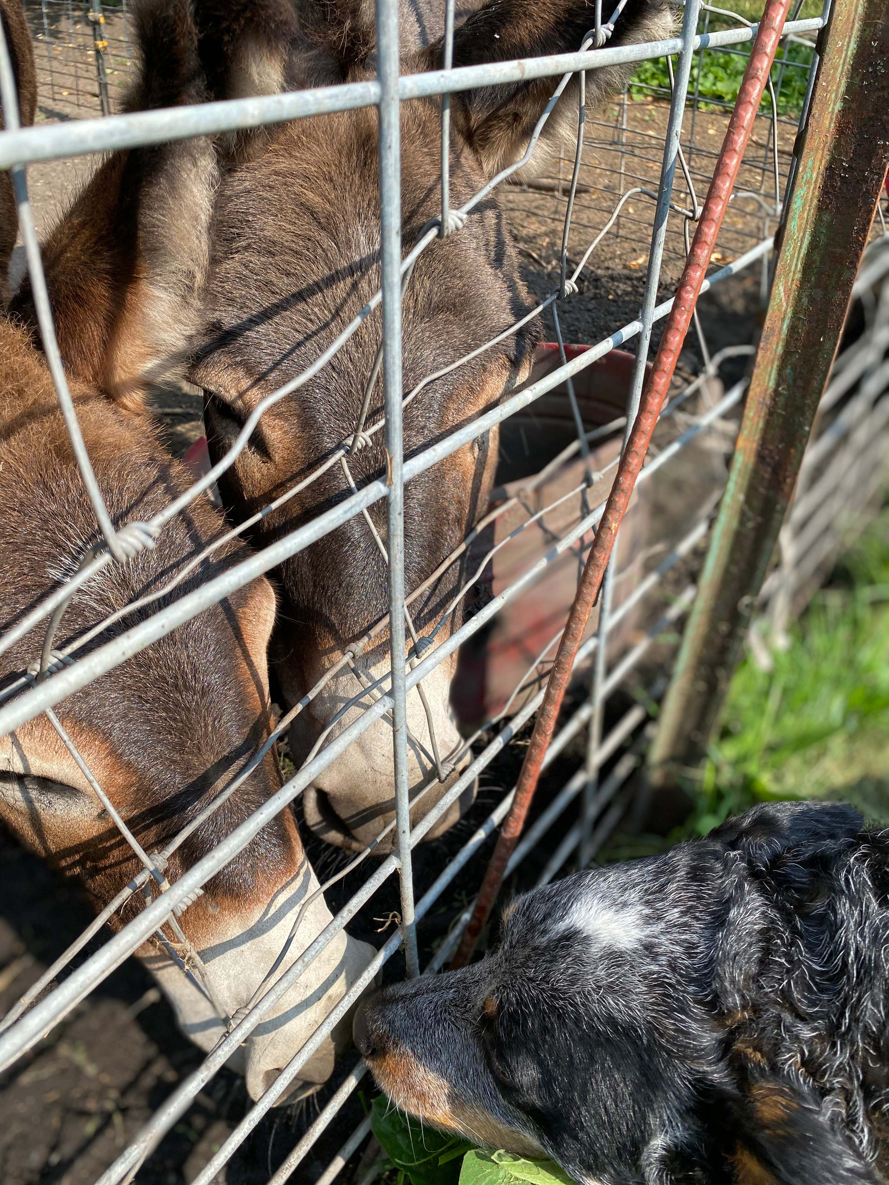 Pearsons Century Farm