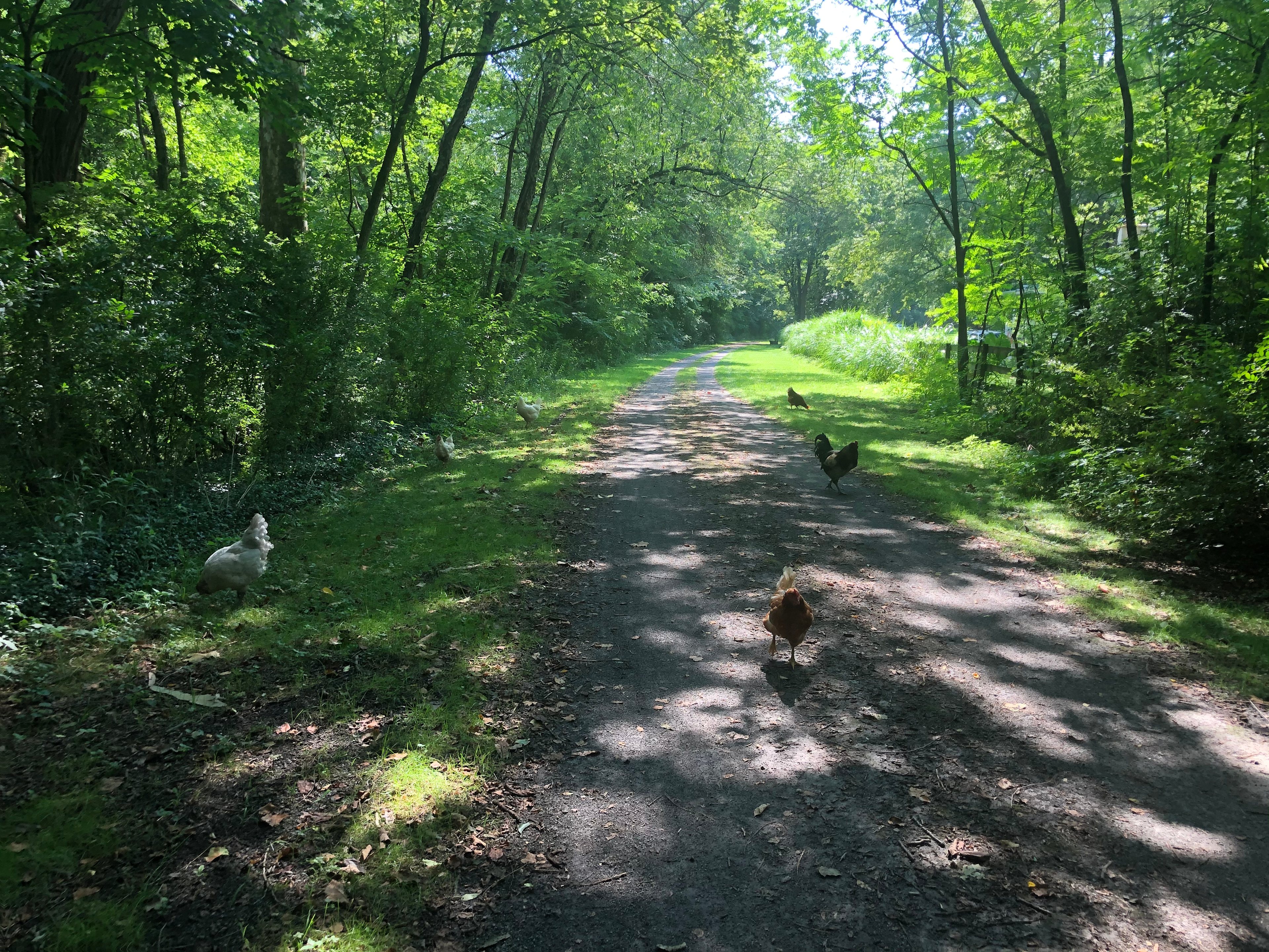 A short drive to get to the Lower Rails-to-Trails - chickens were greeting us along the way. 