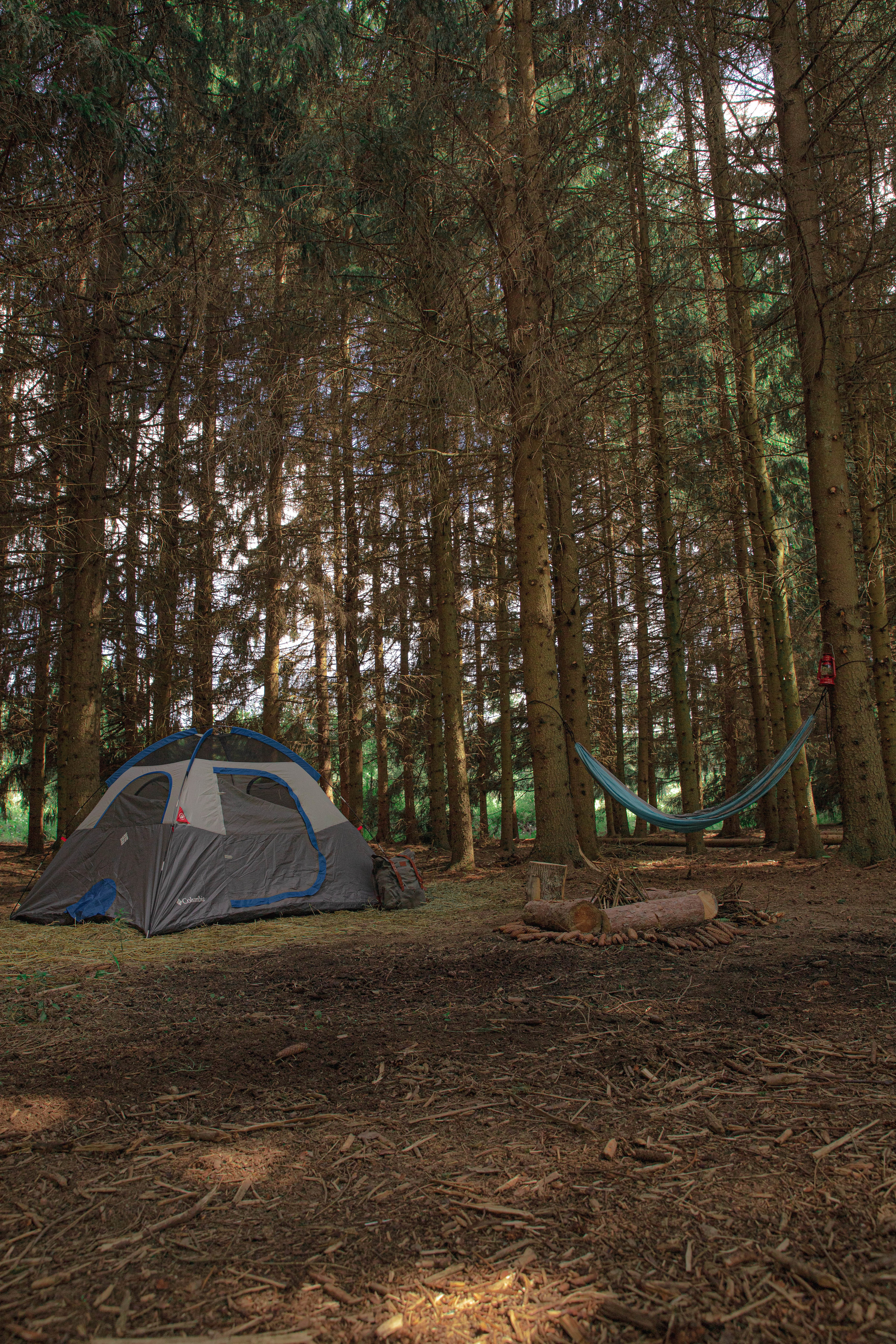 Among the tall trees