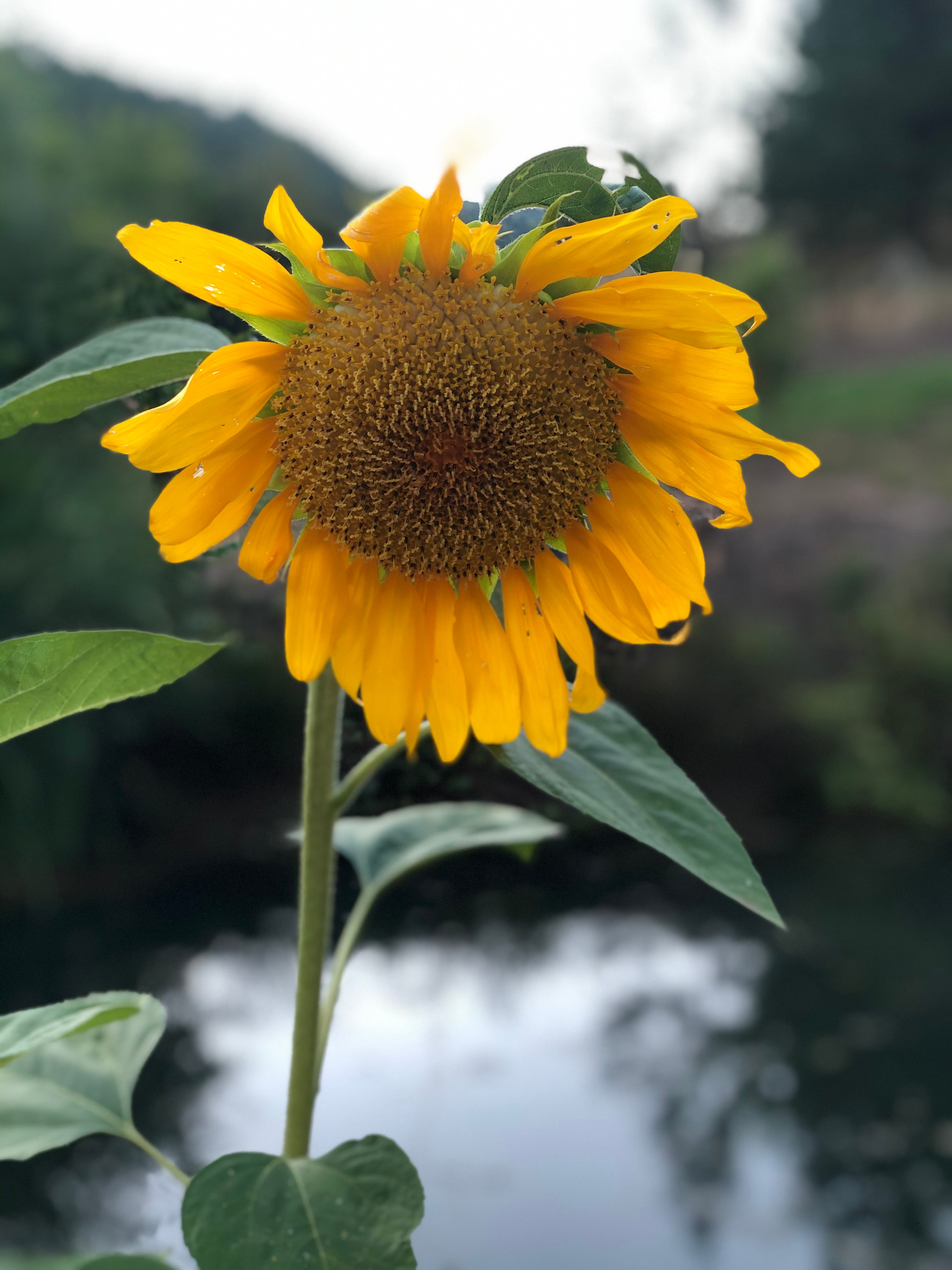 Grateful Valley Land