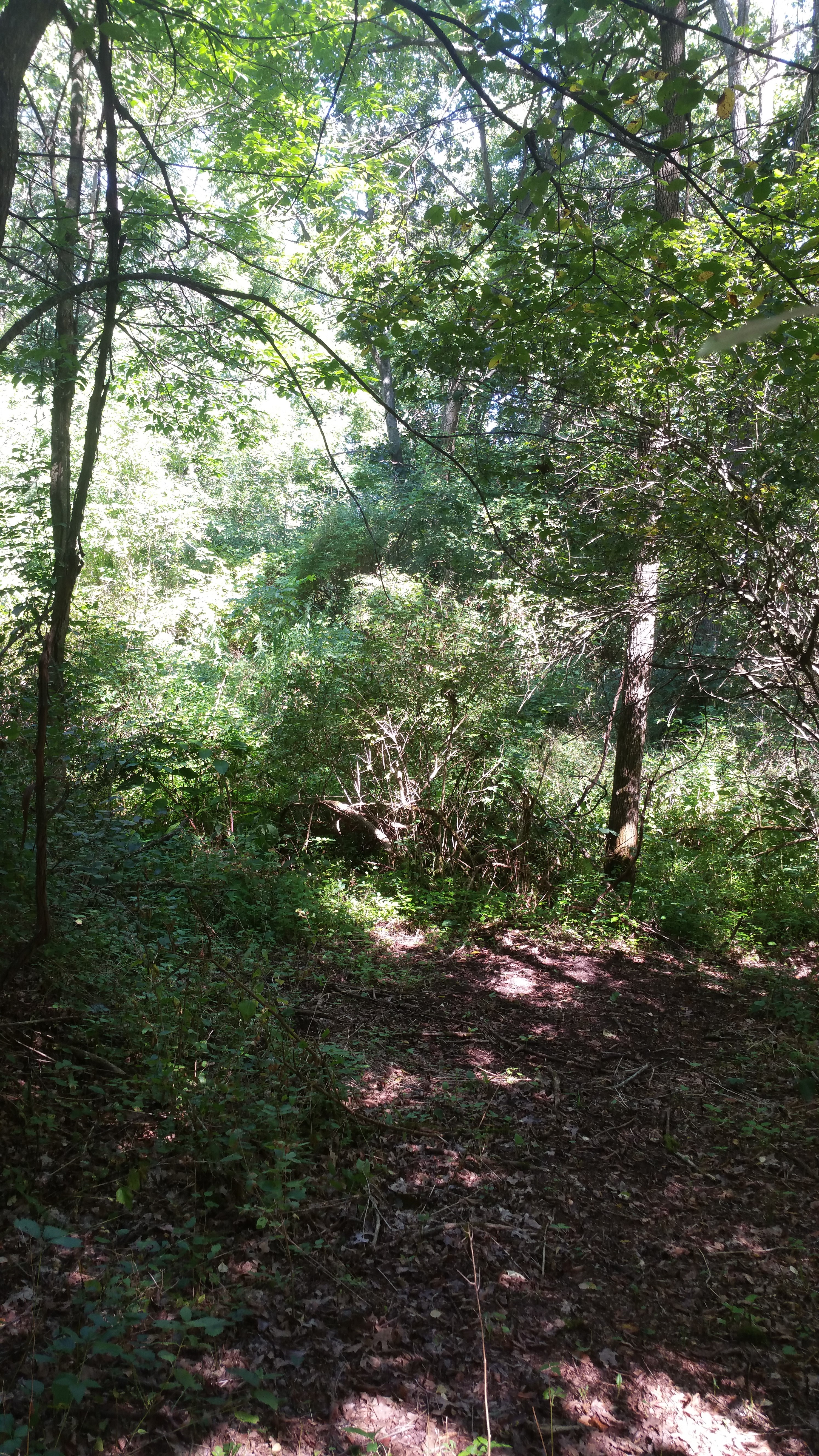 Way Back Walk In Tent Site