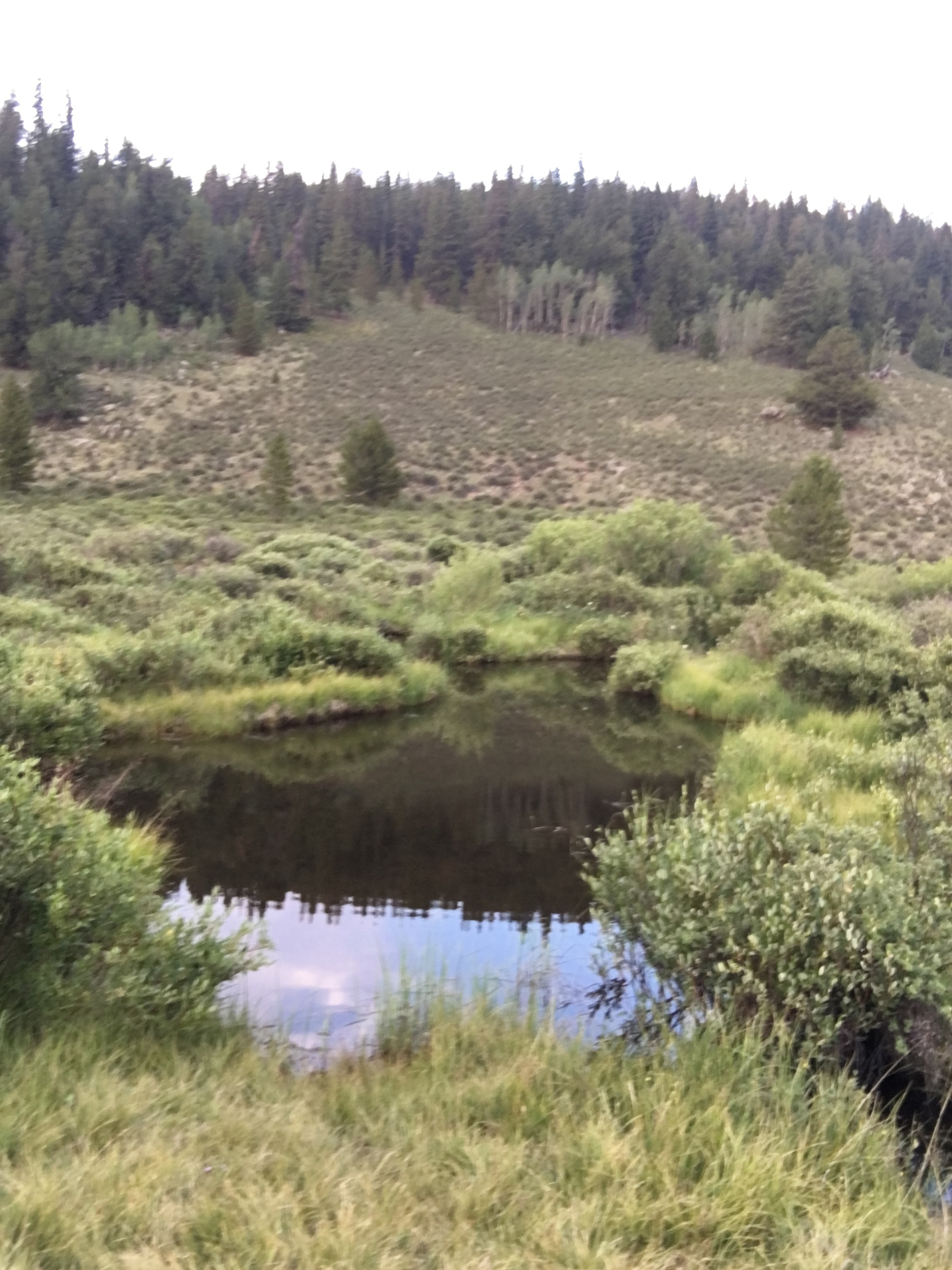 Caught and released a tiny Brown Trout. 