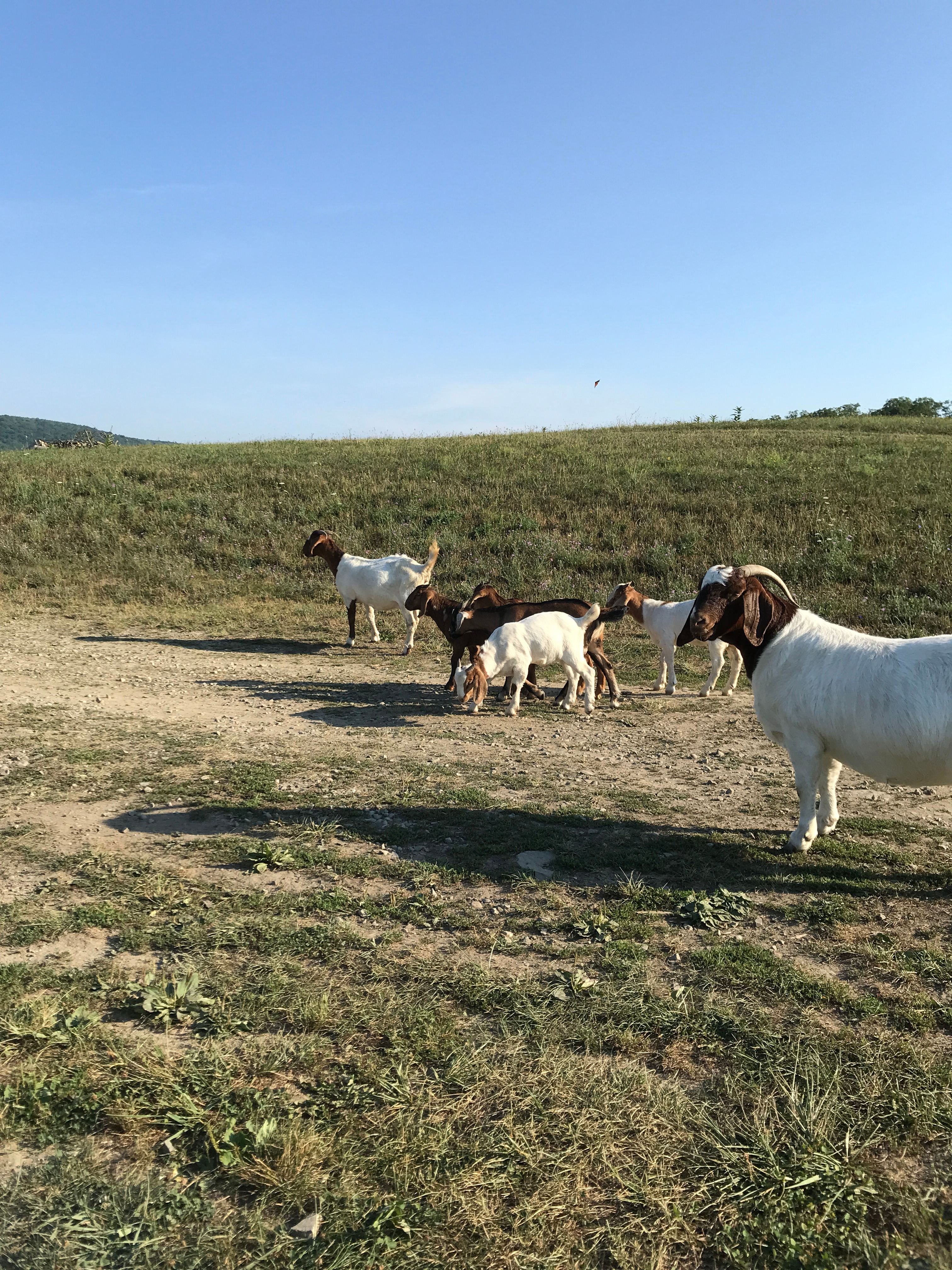 ZiegenVine Homestead
