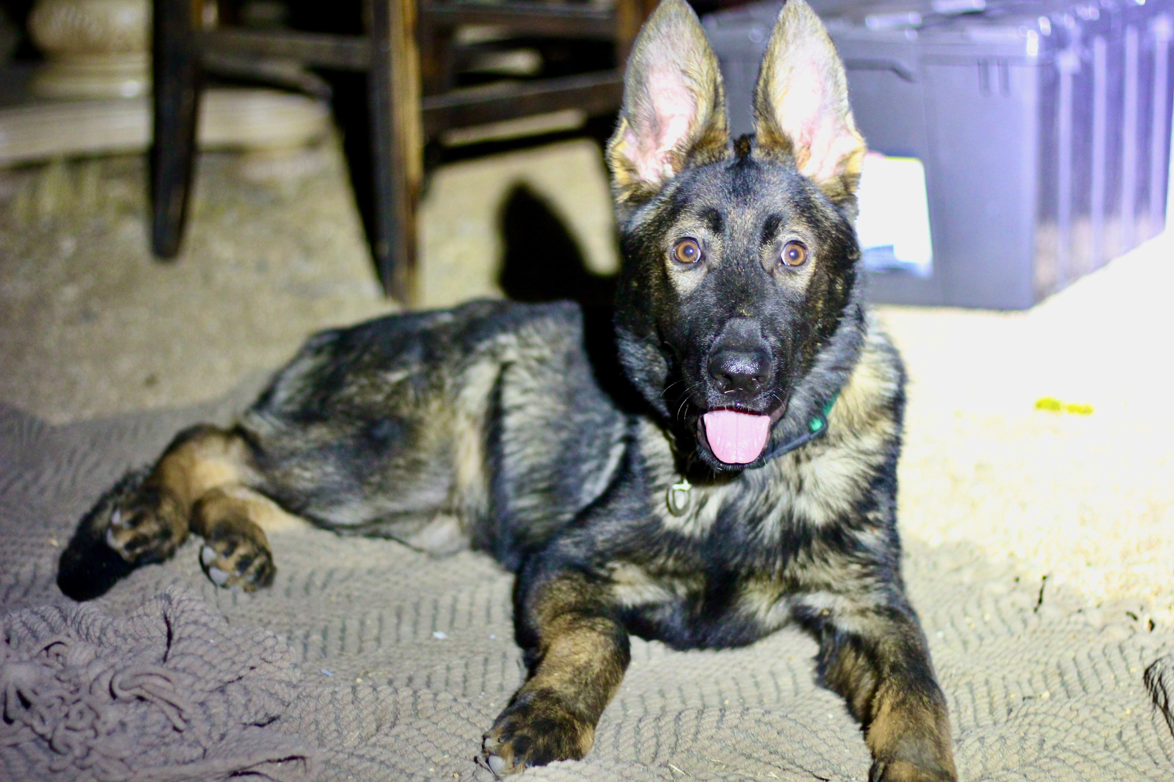 pup wore himself out chasing jackrabbits