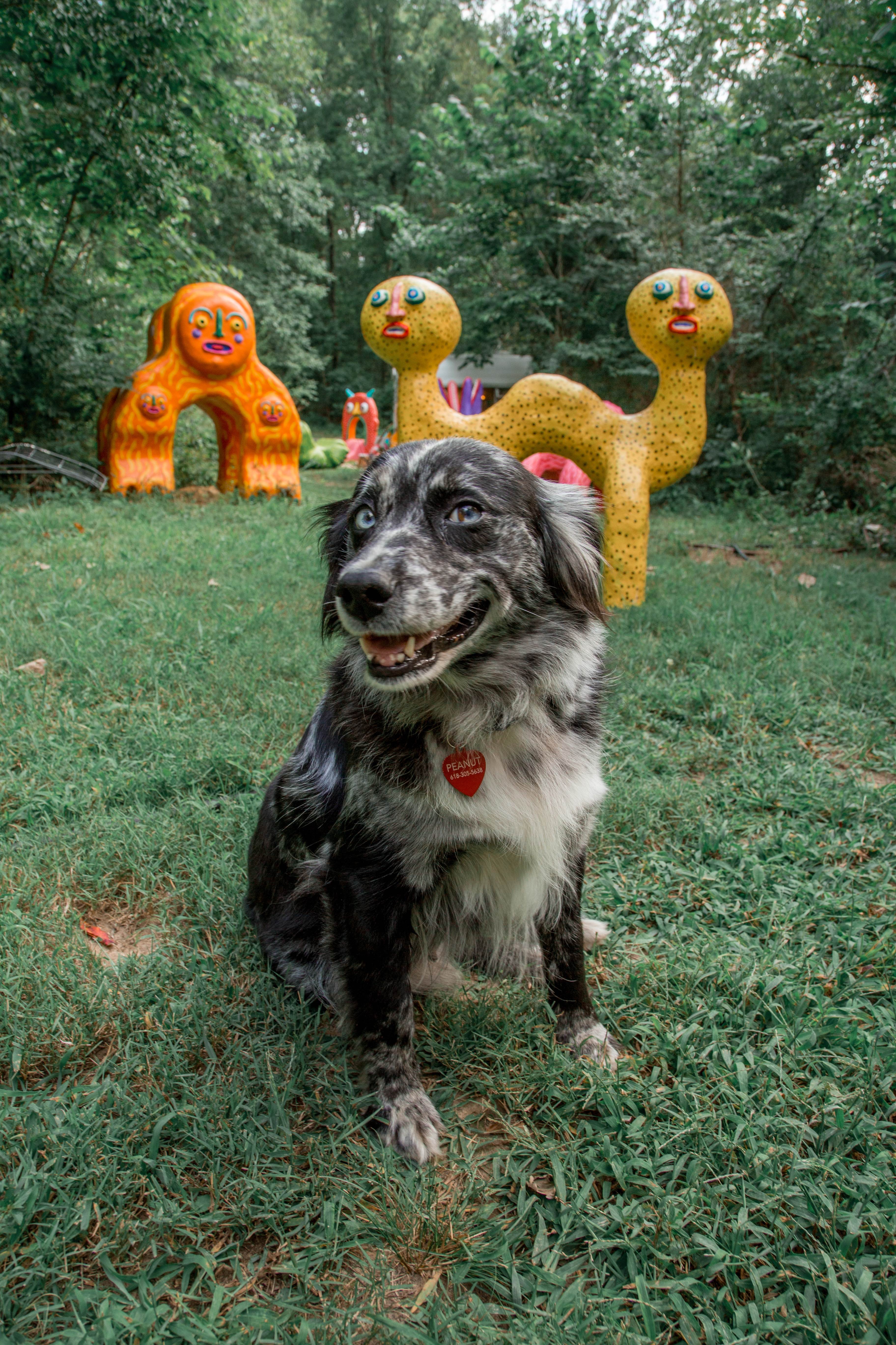 Our dog, Peanut!  She's the sweetest.