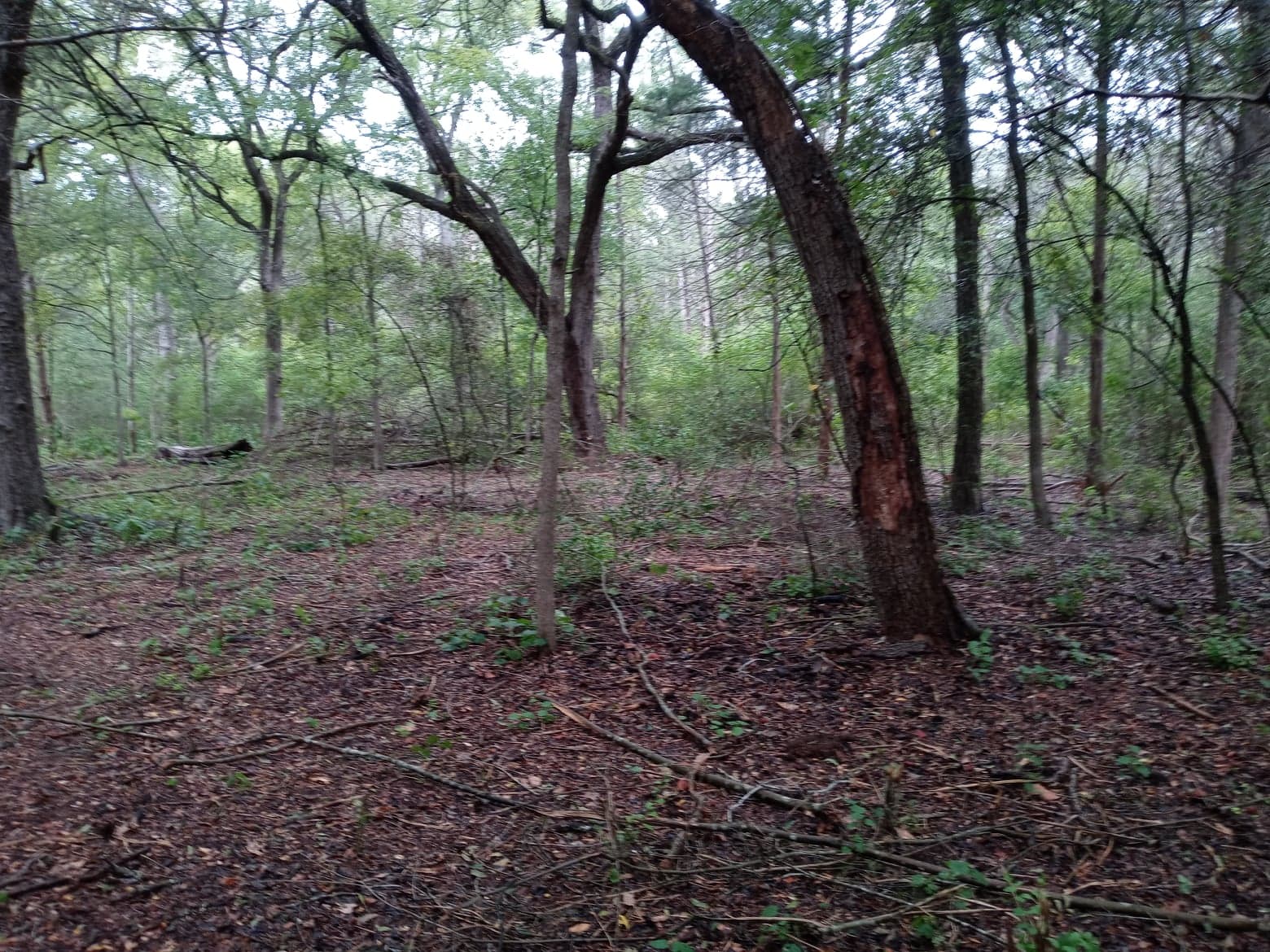 An example of dispersed camping past creek - 6 acres to choose from!  Parking at front of property - must walk to the back about 5 minutes