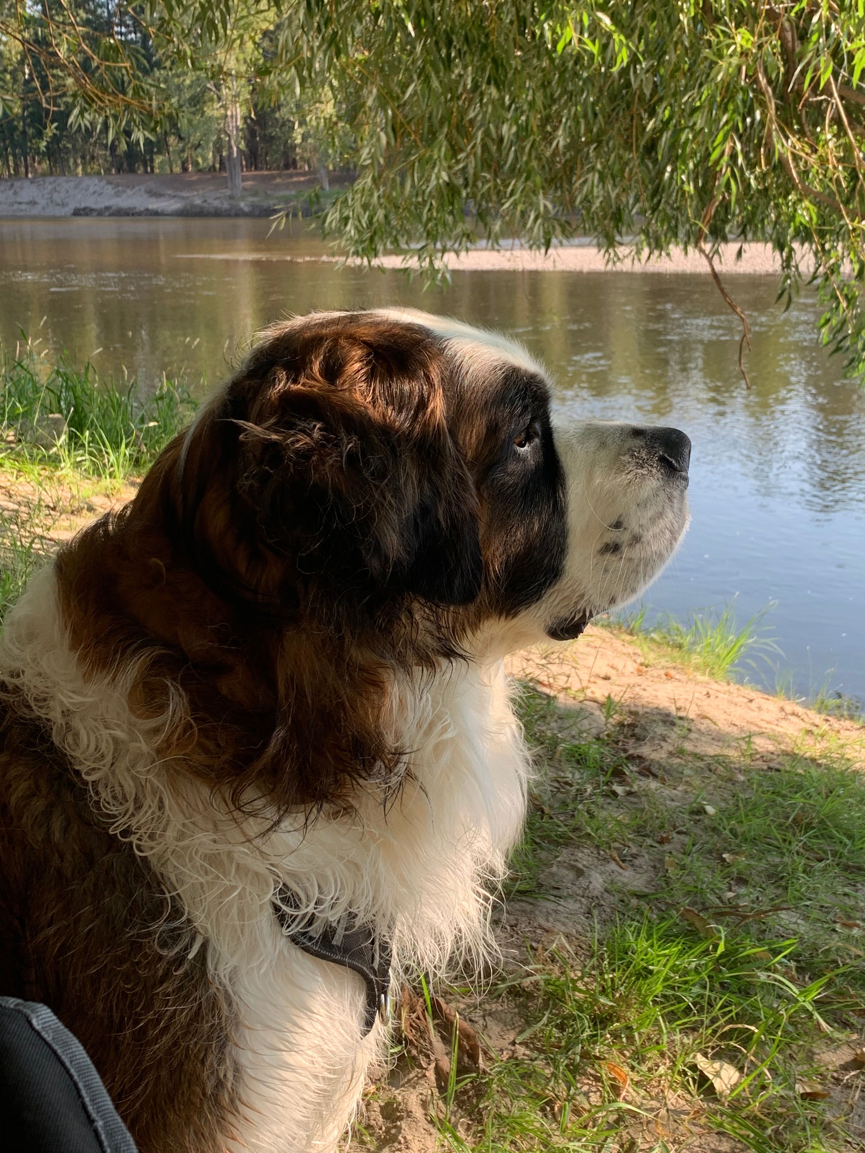 My pupper was so happy to swim and to “catch” leaves as they came down the river. 
